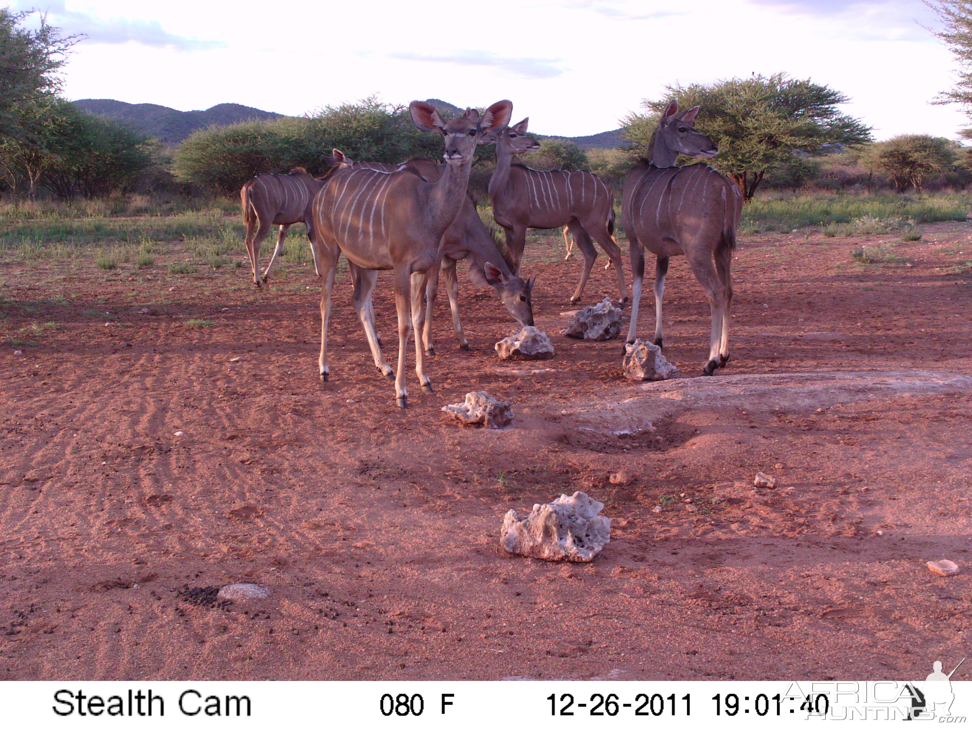 Trail Camera Namibia