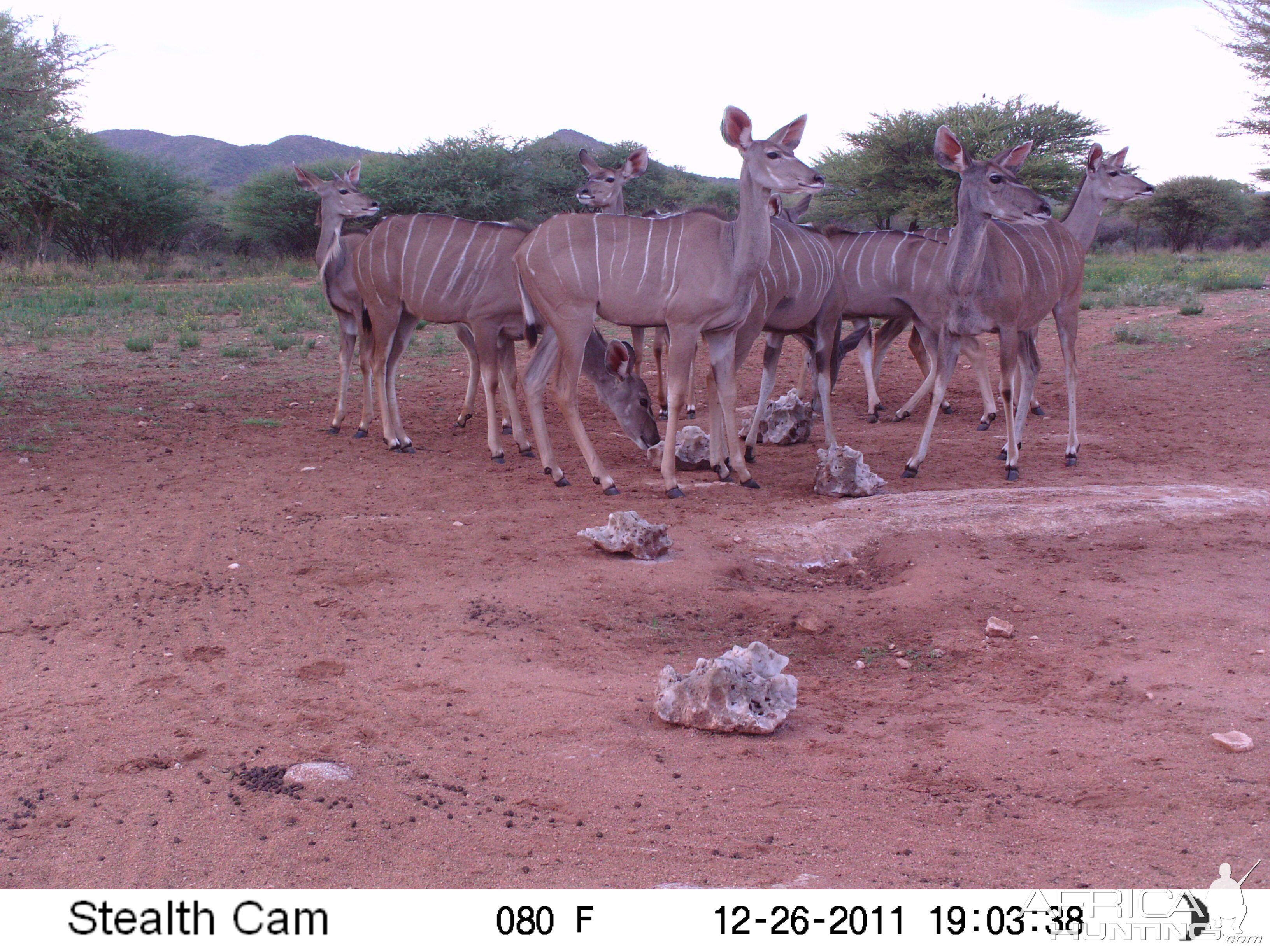 Trail Camera Namibia