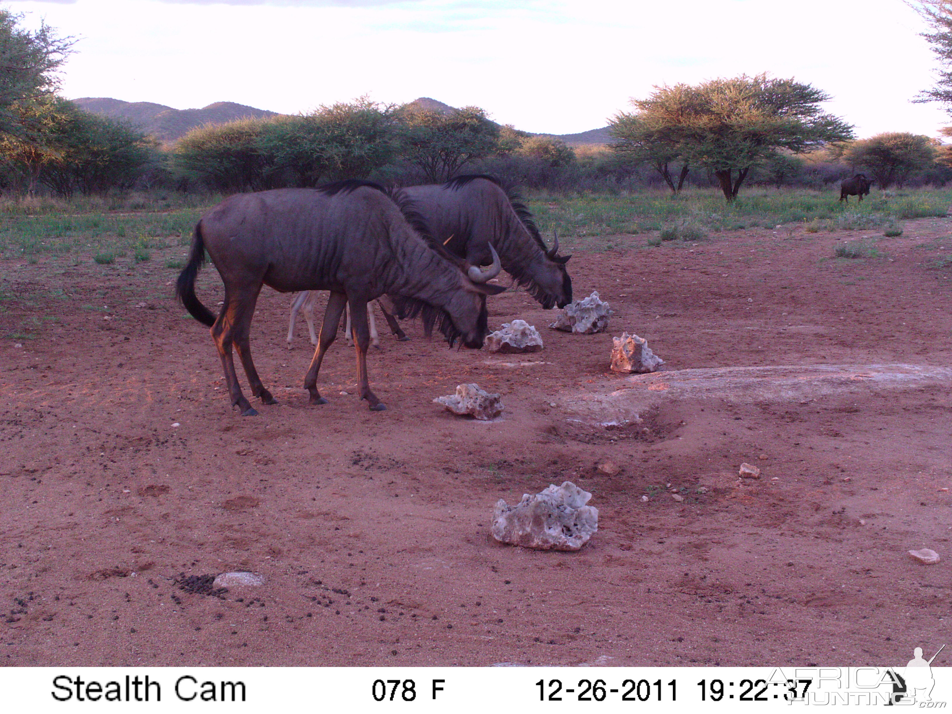 Trail Camera Namibia