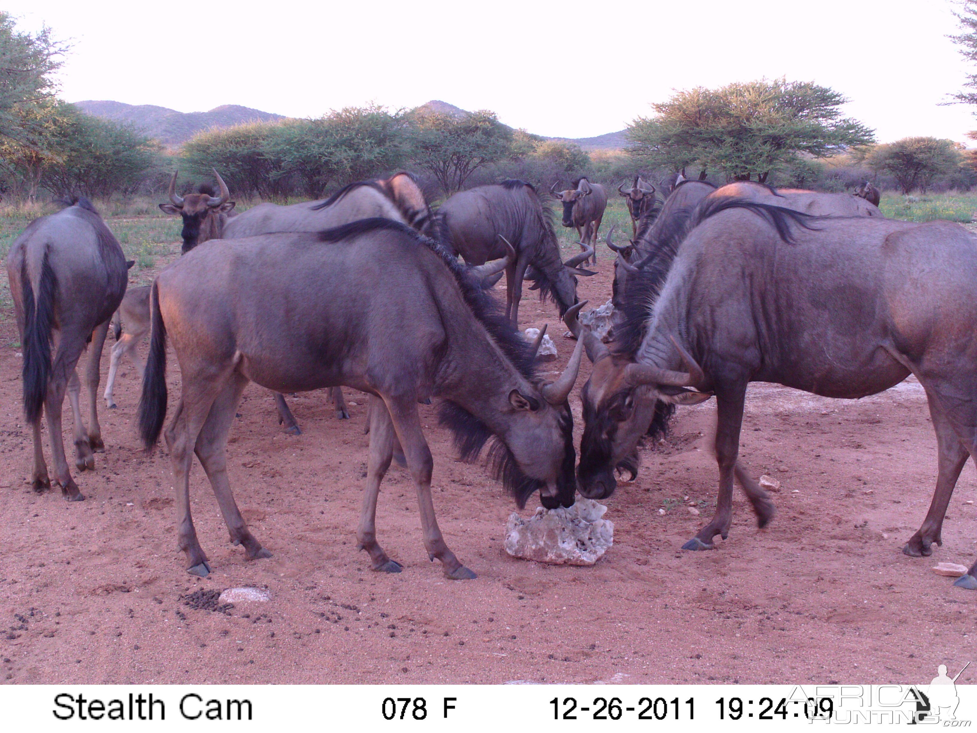 Trail Camera Namibia