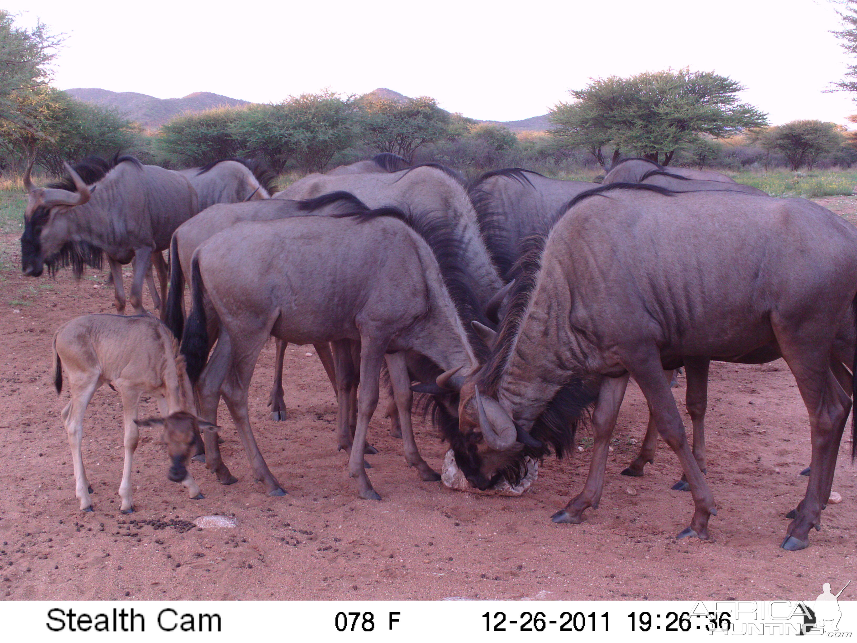 Trail Camera Namibia