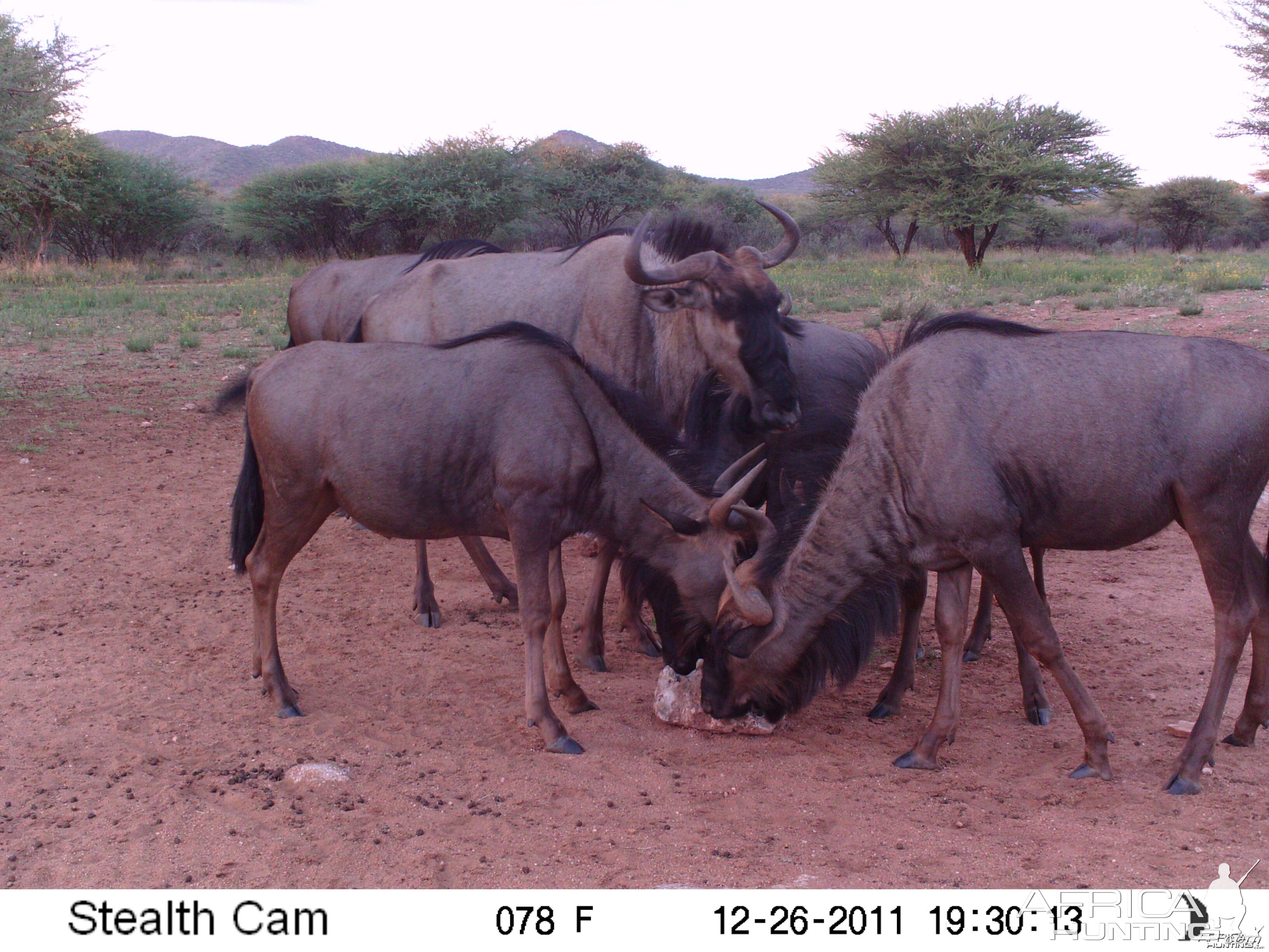 Trail Camera Namibia