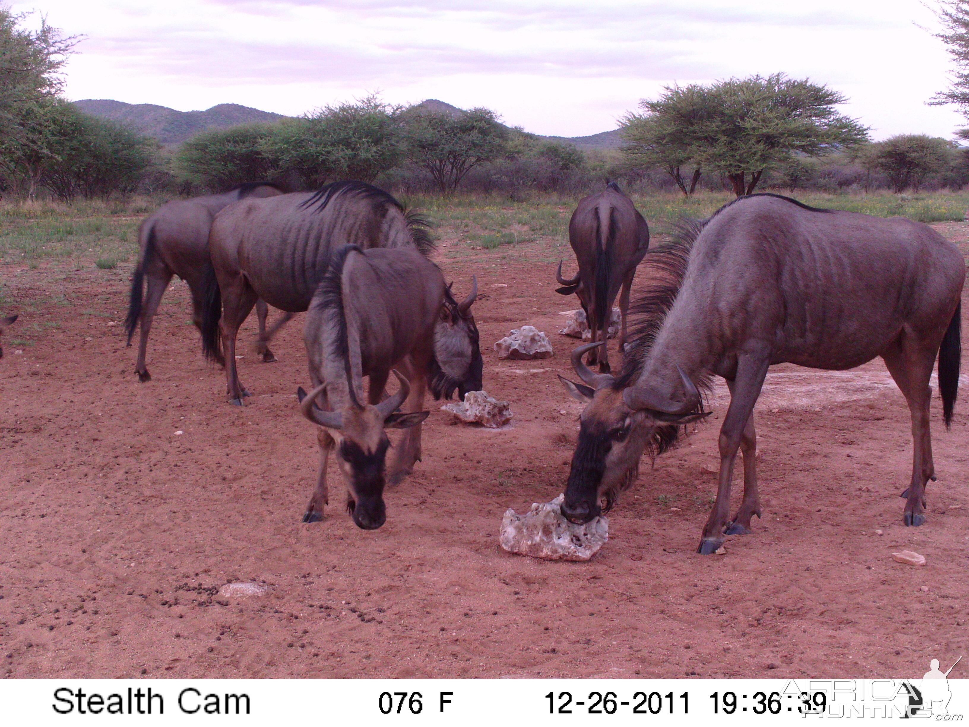 Trail Camera Namibia