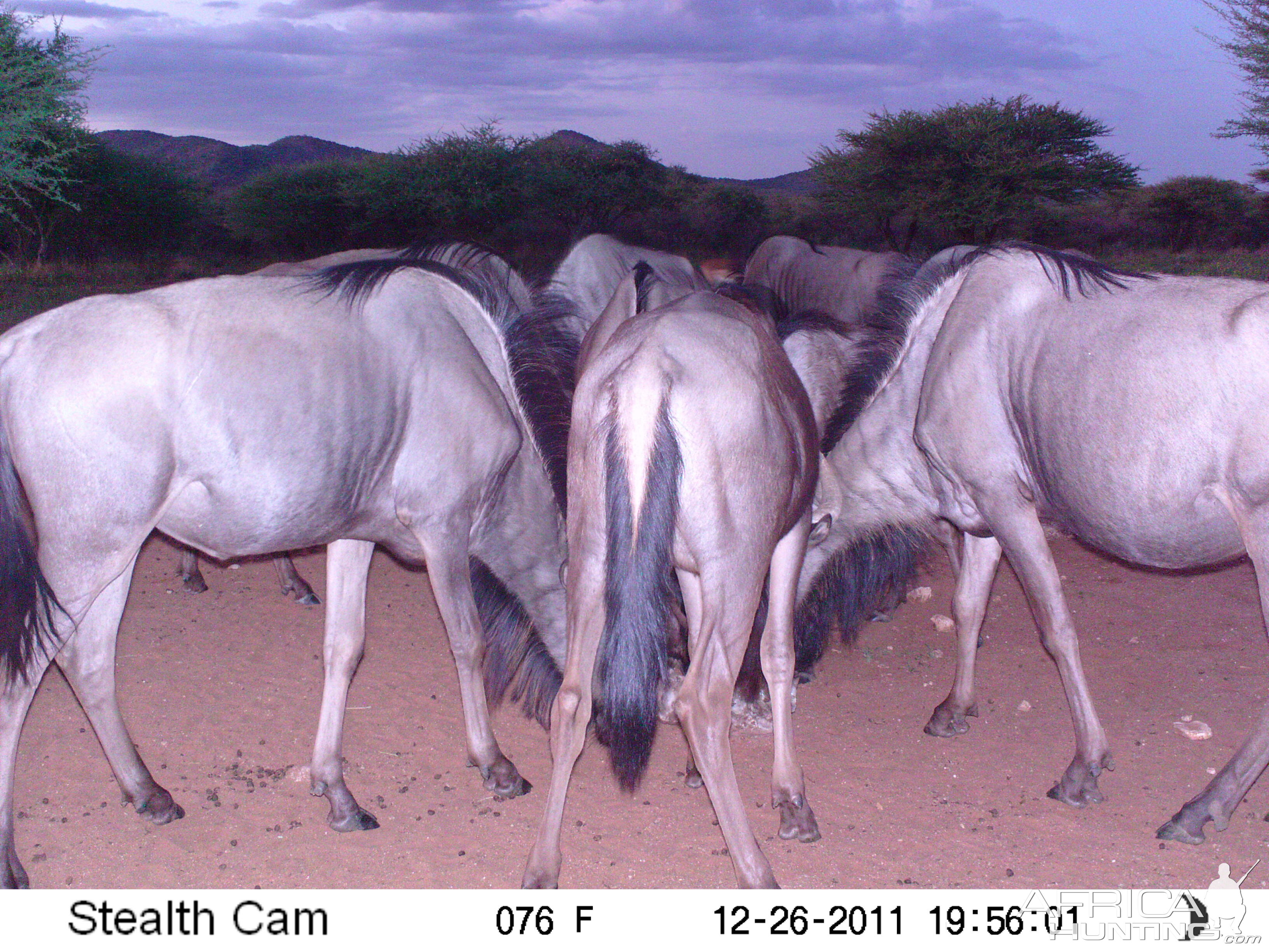 Trail Camera Namibia