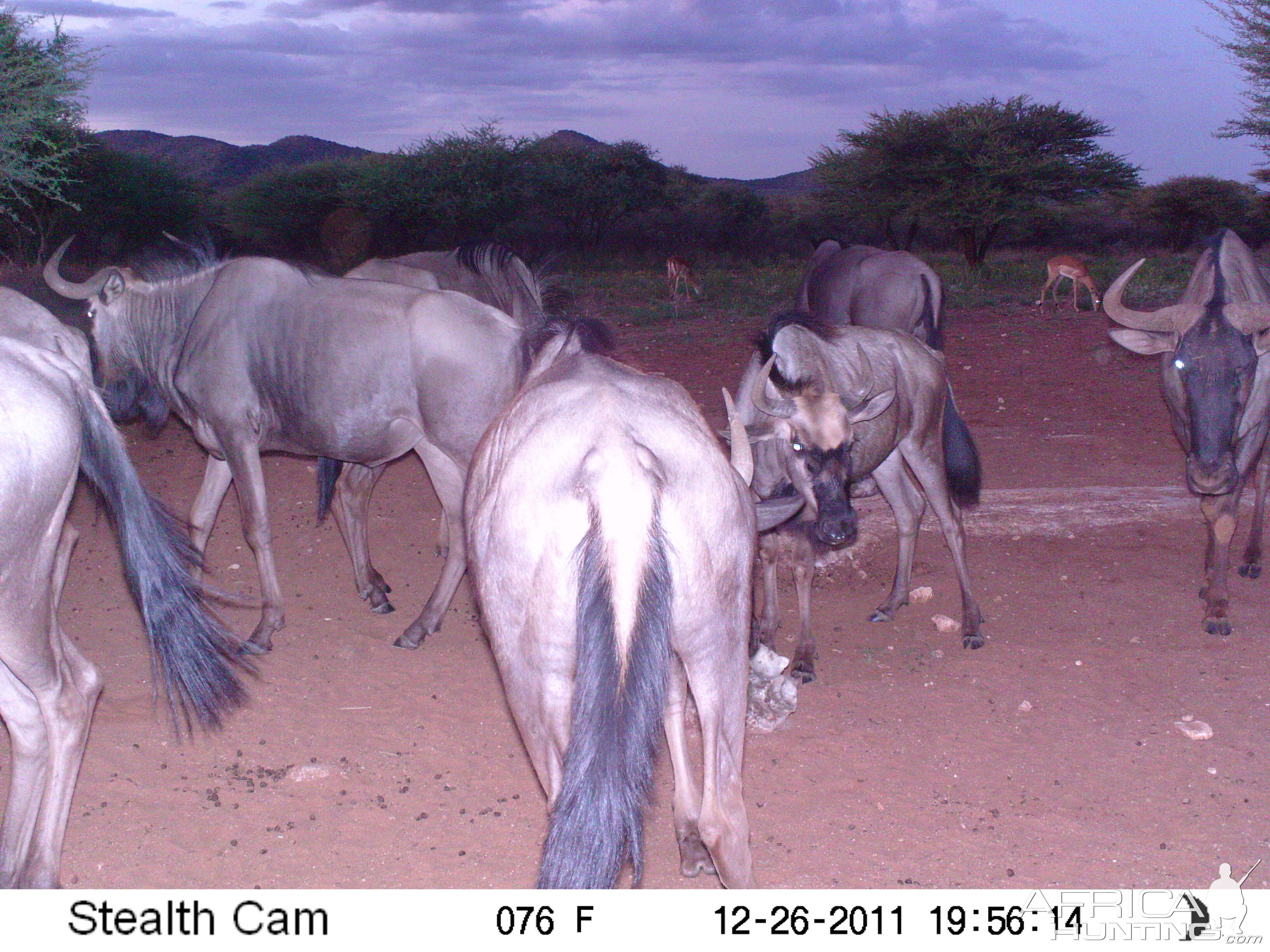 Trail Camera Namibia