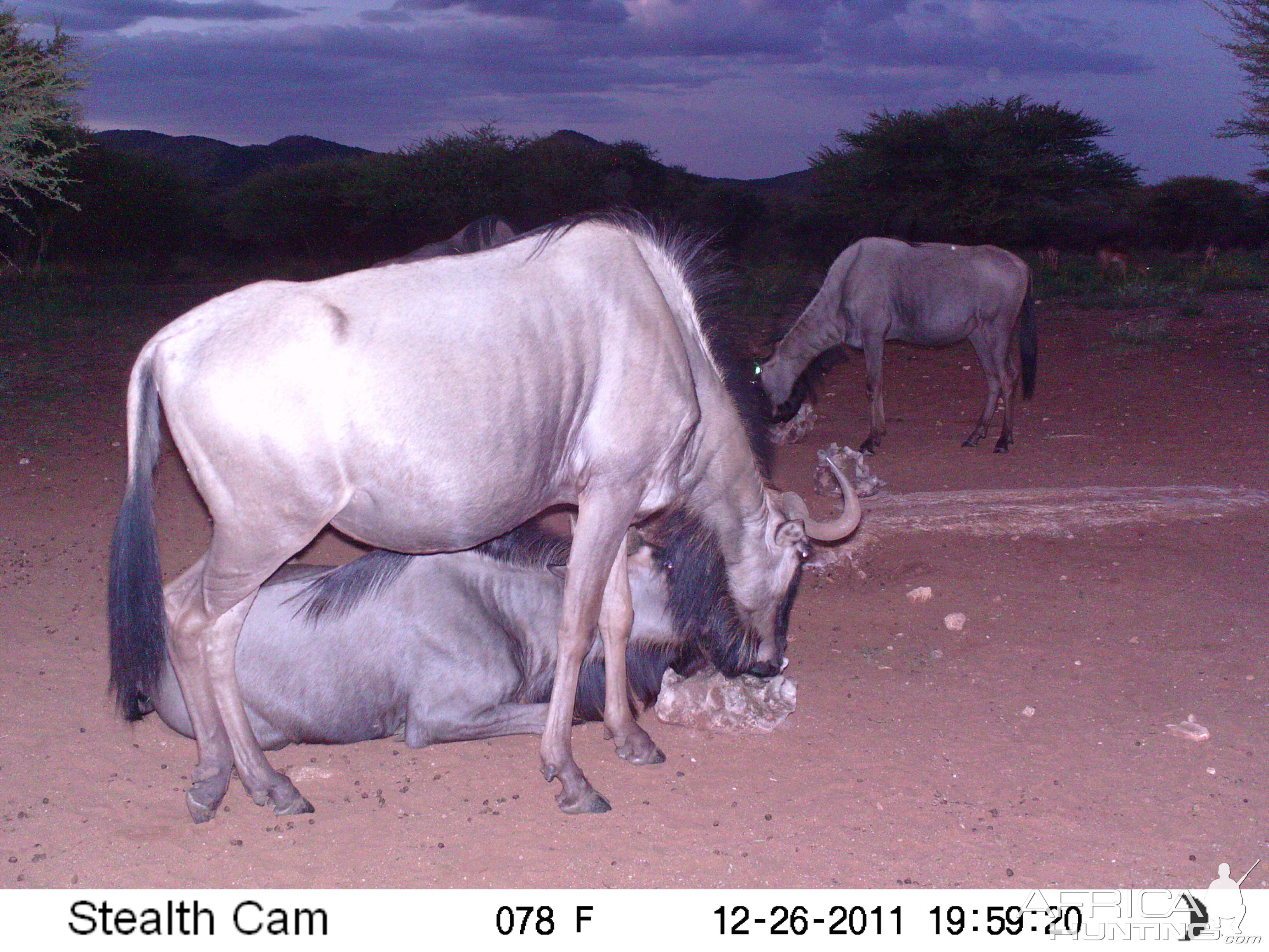 Trail Camera Namibia