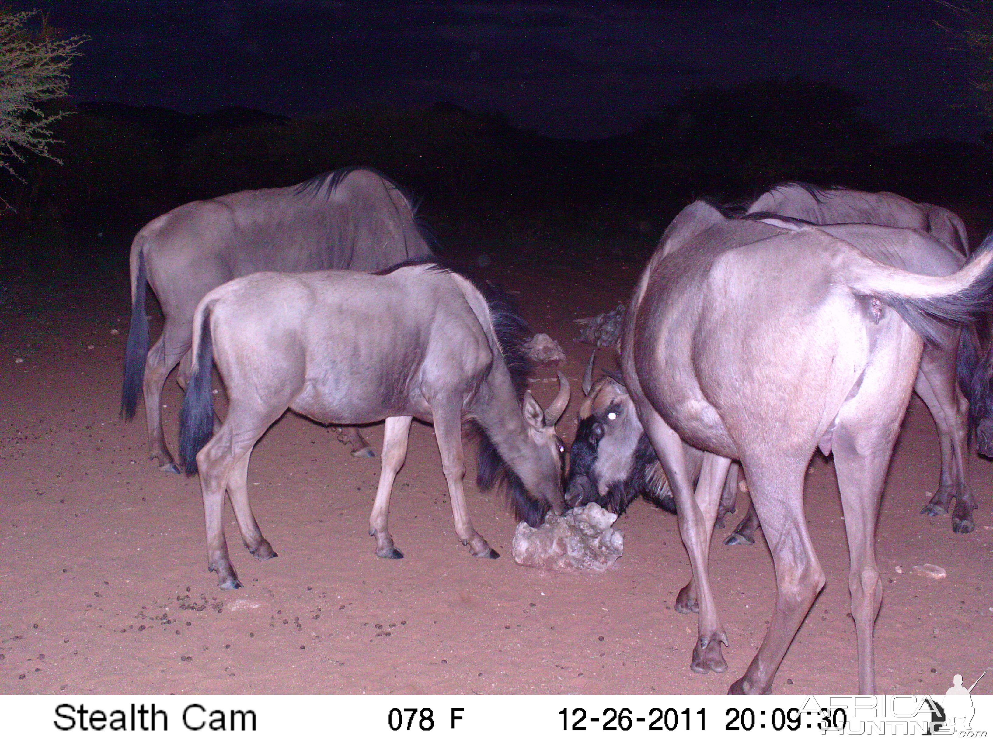 Trail Camera Namibia