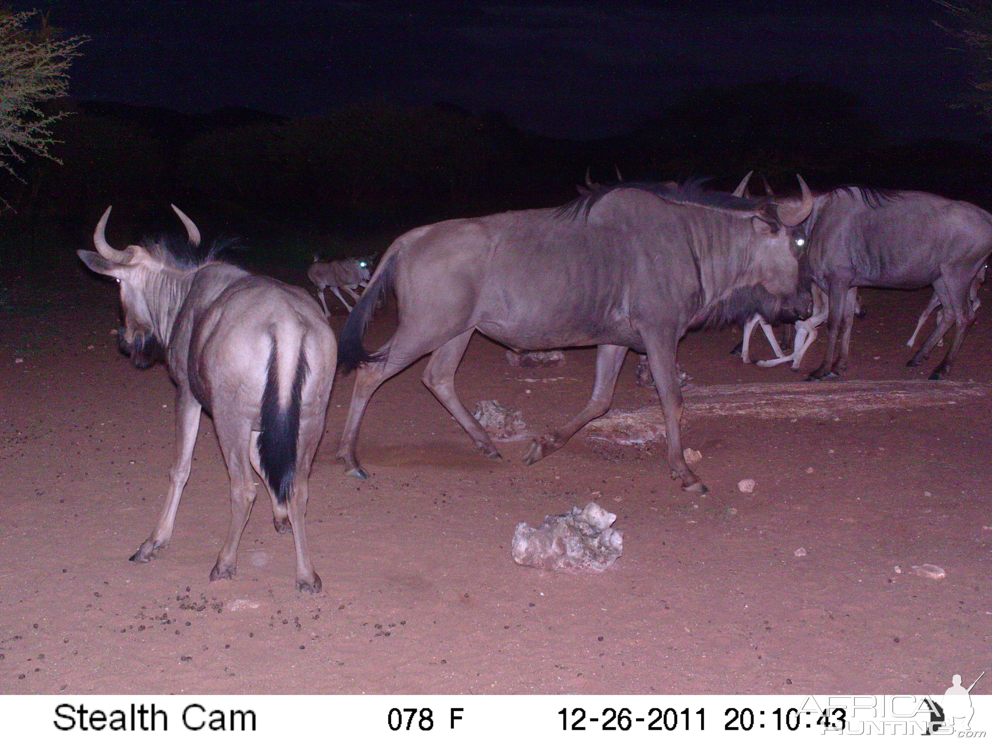 Trail Camera Namibia