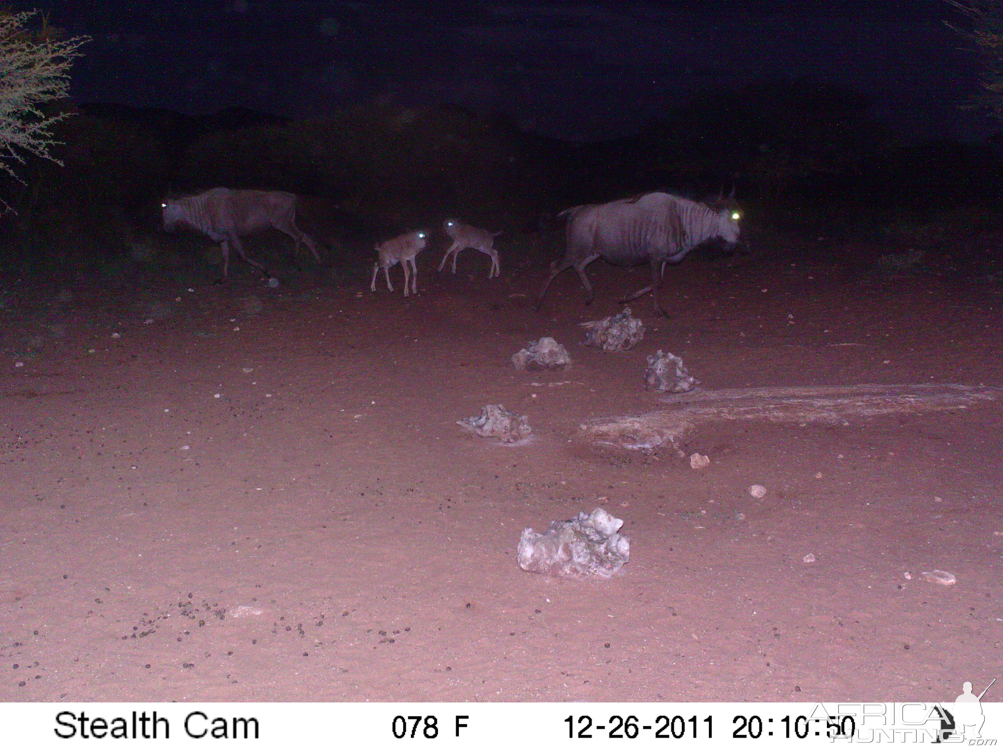 Trail Camera Namibia