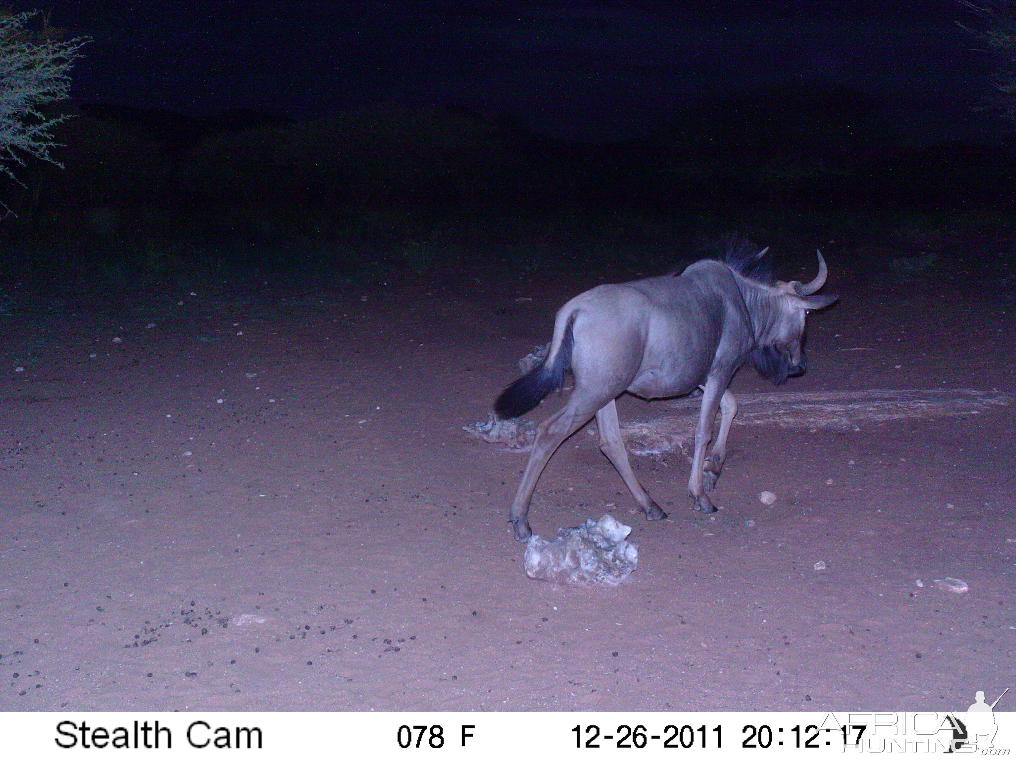 Trail Camera Namibia