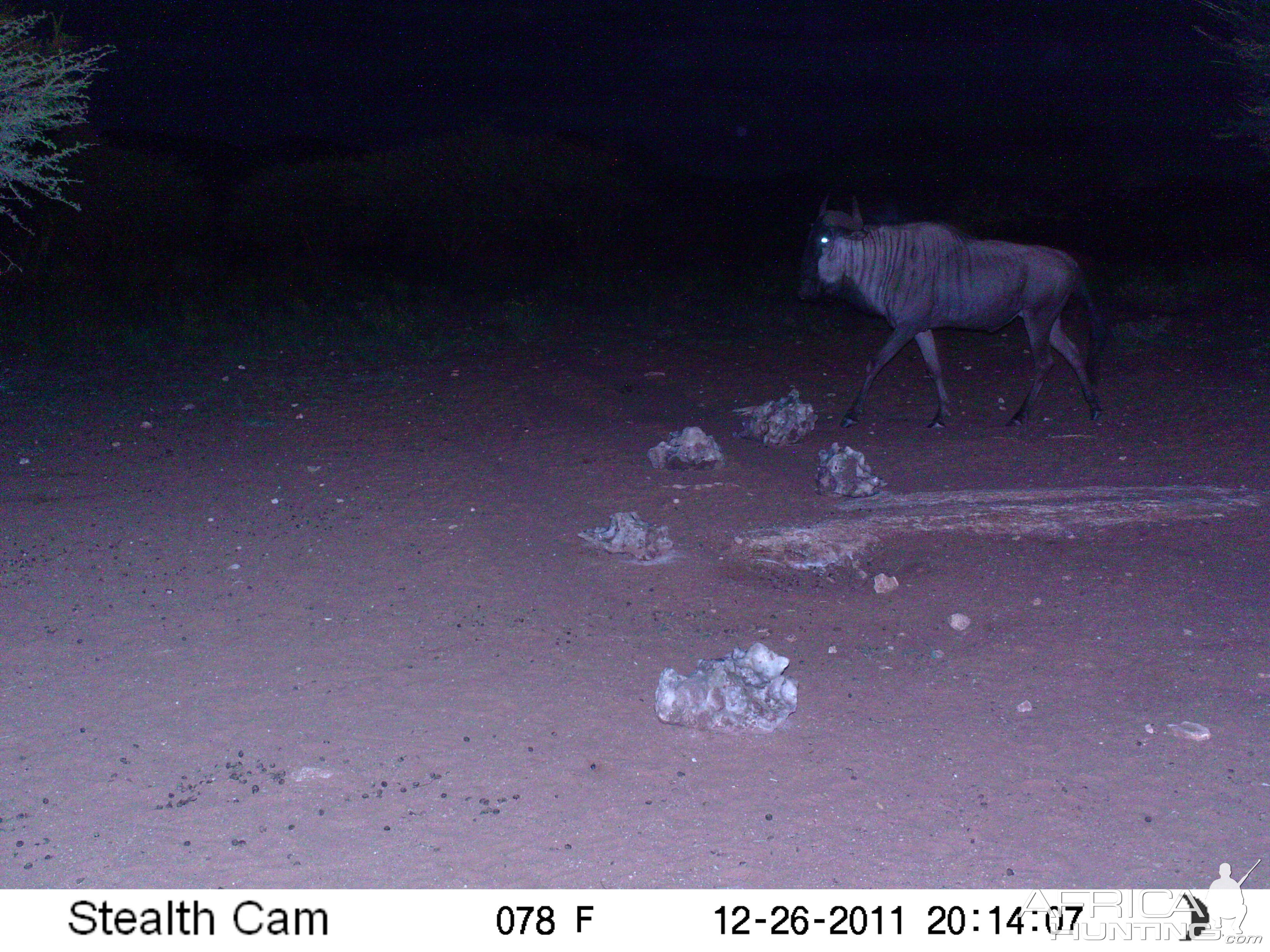 Trail Camera Namibia