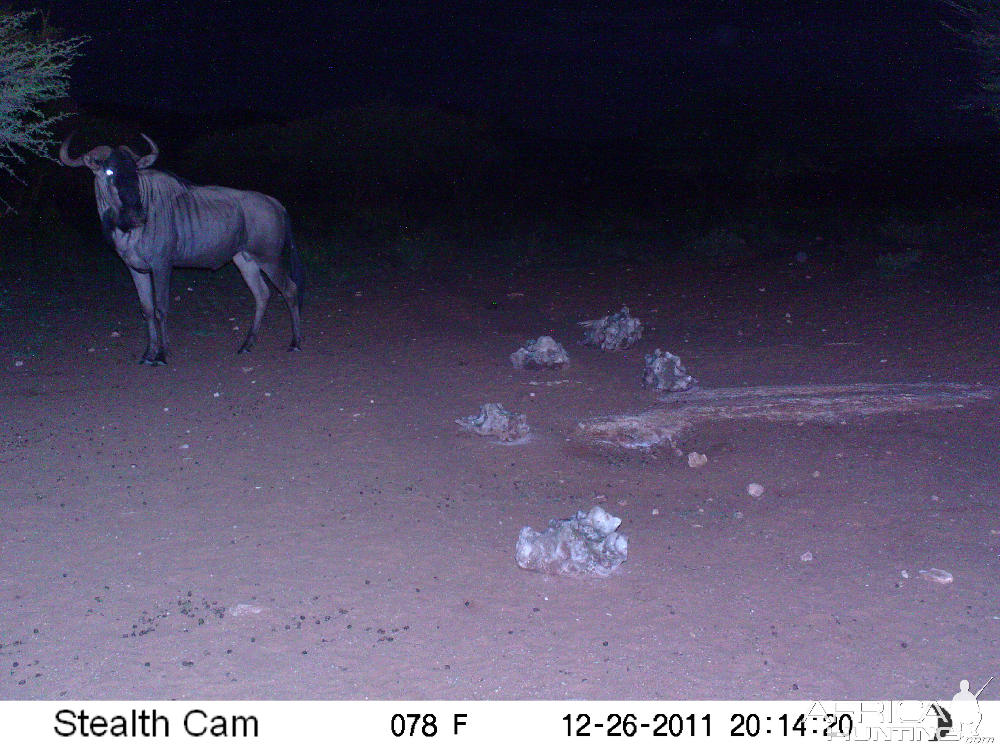 Trail Camera Namibia