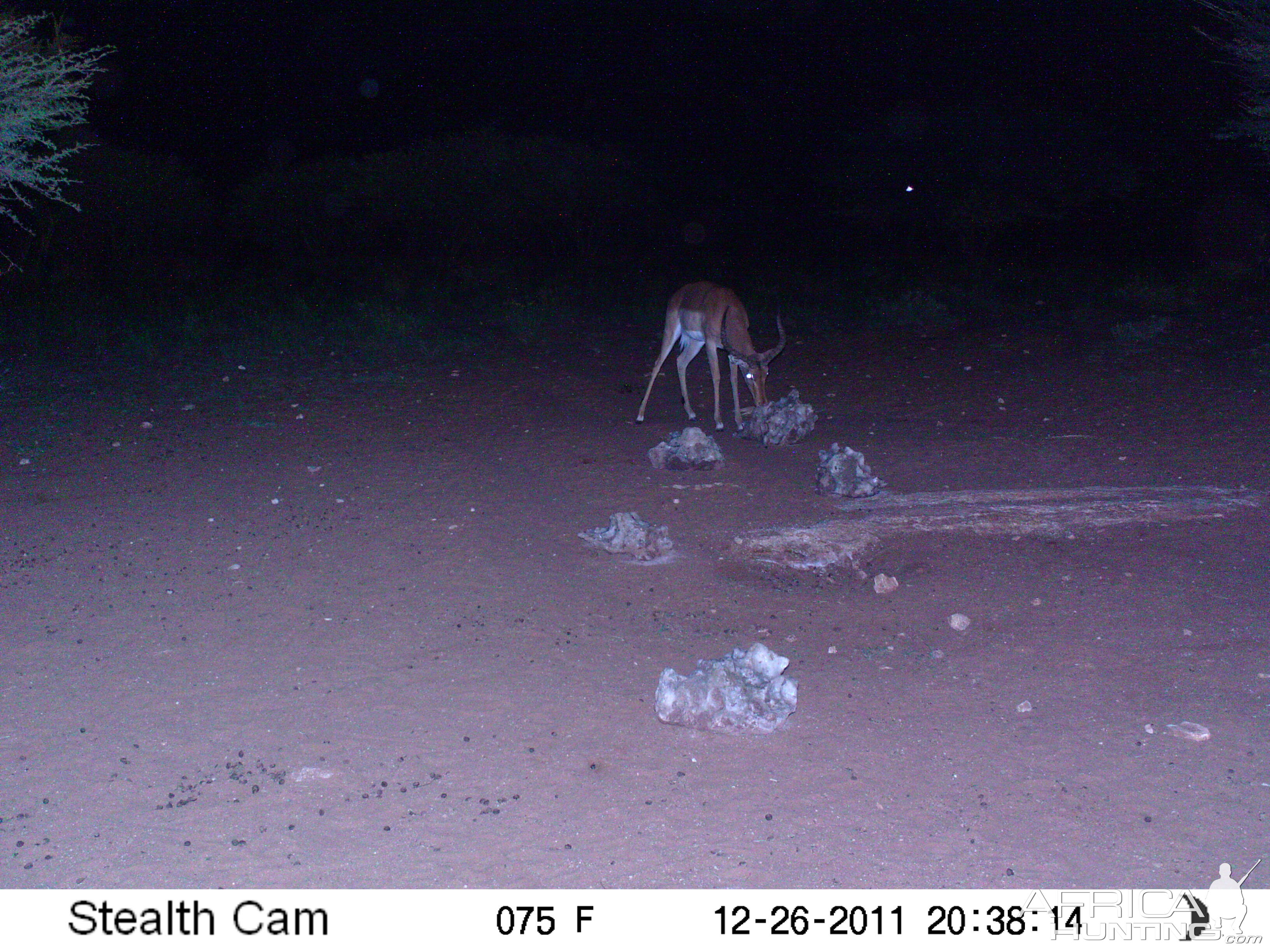 Trail Camera Namibia