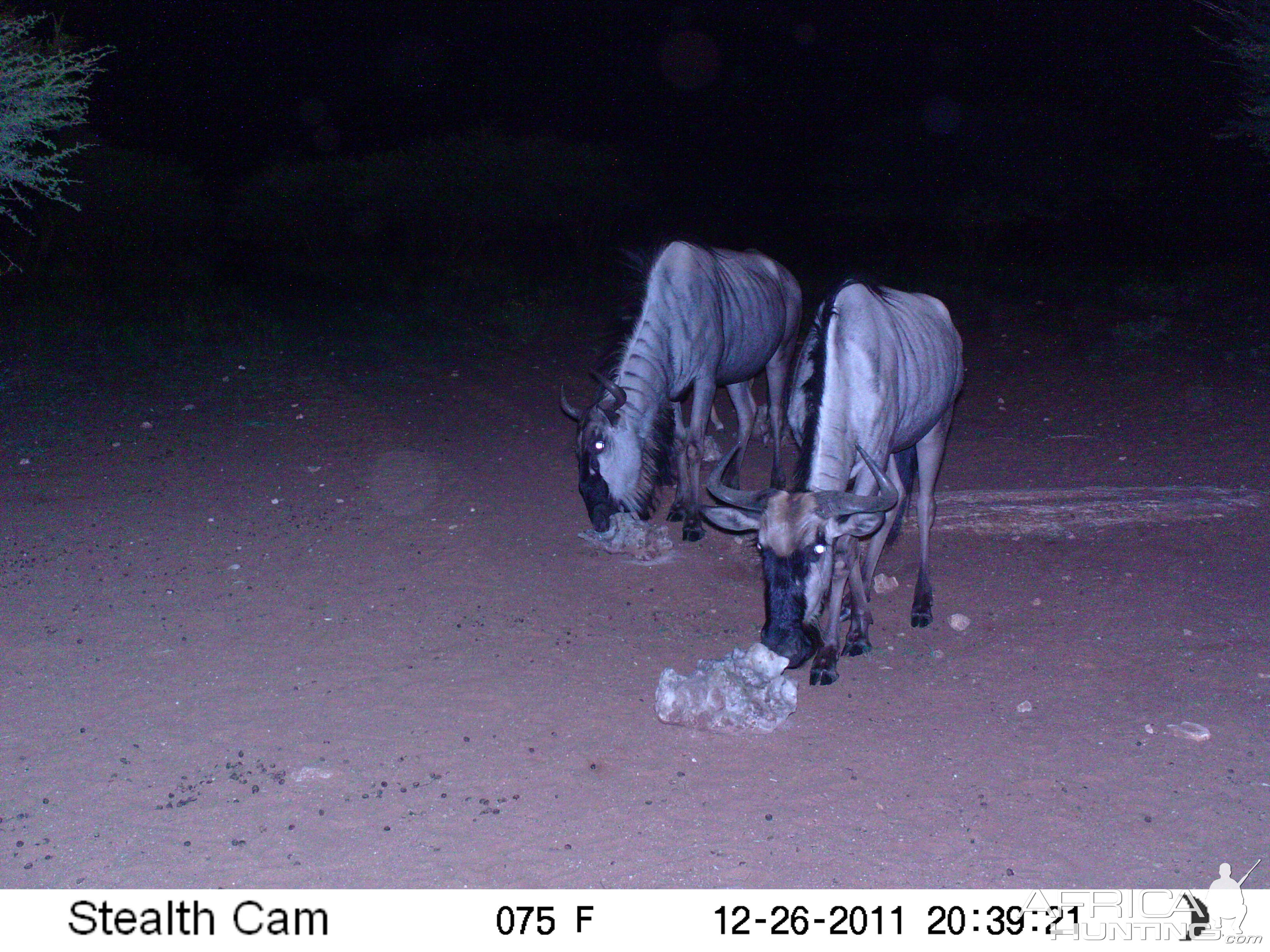 Trail Camera Namibia