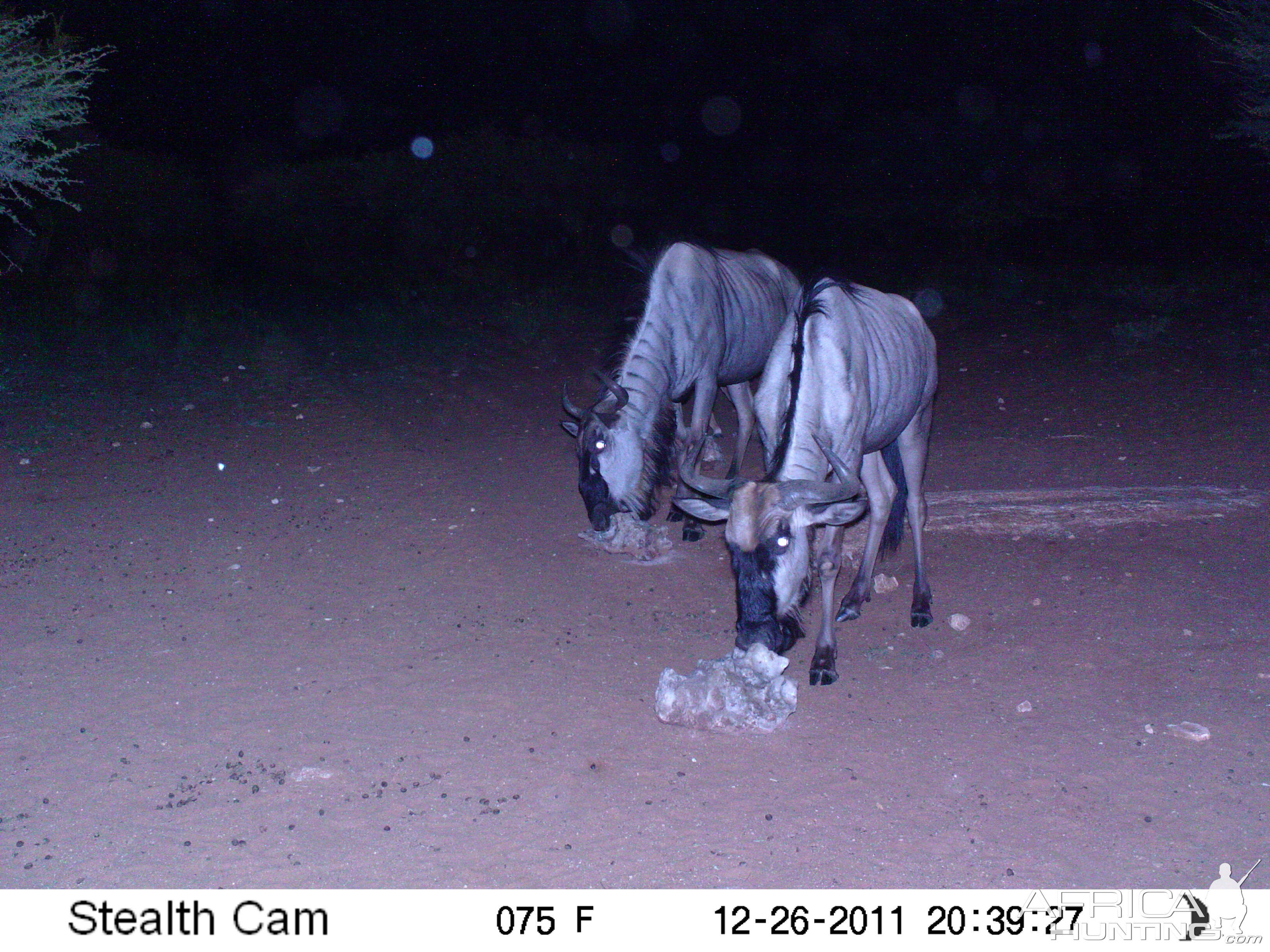 Trail Camera Namibia