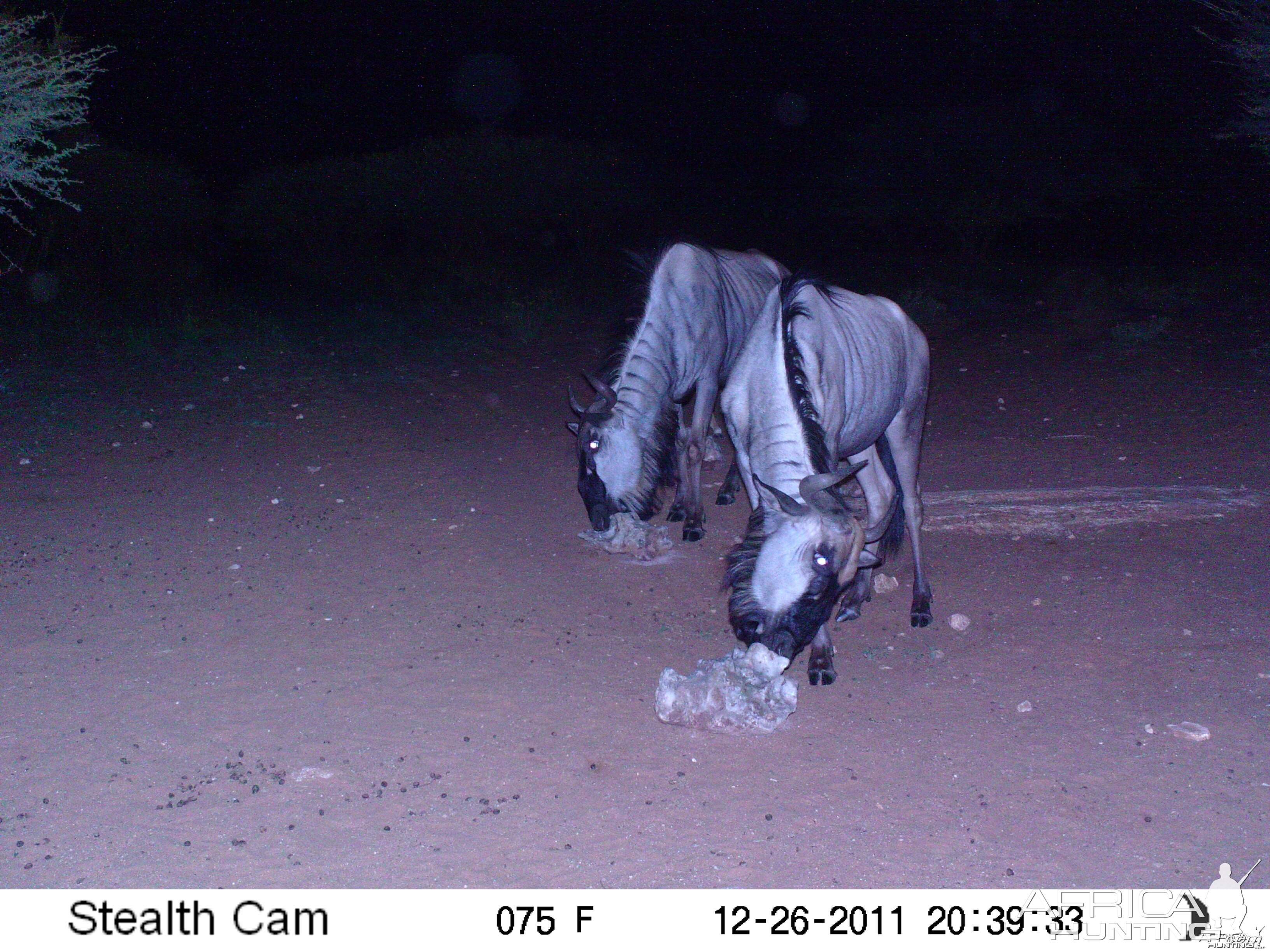 Trail Camera Namibia