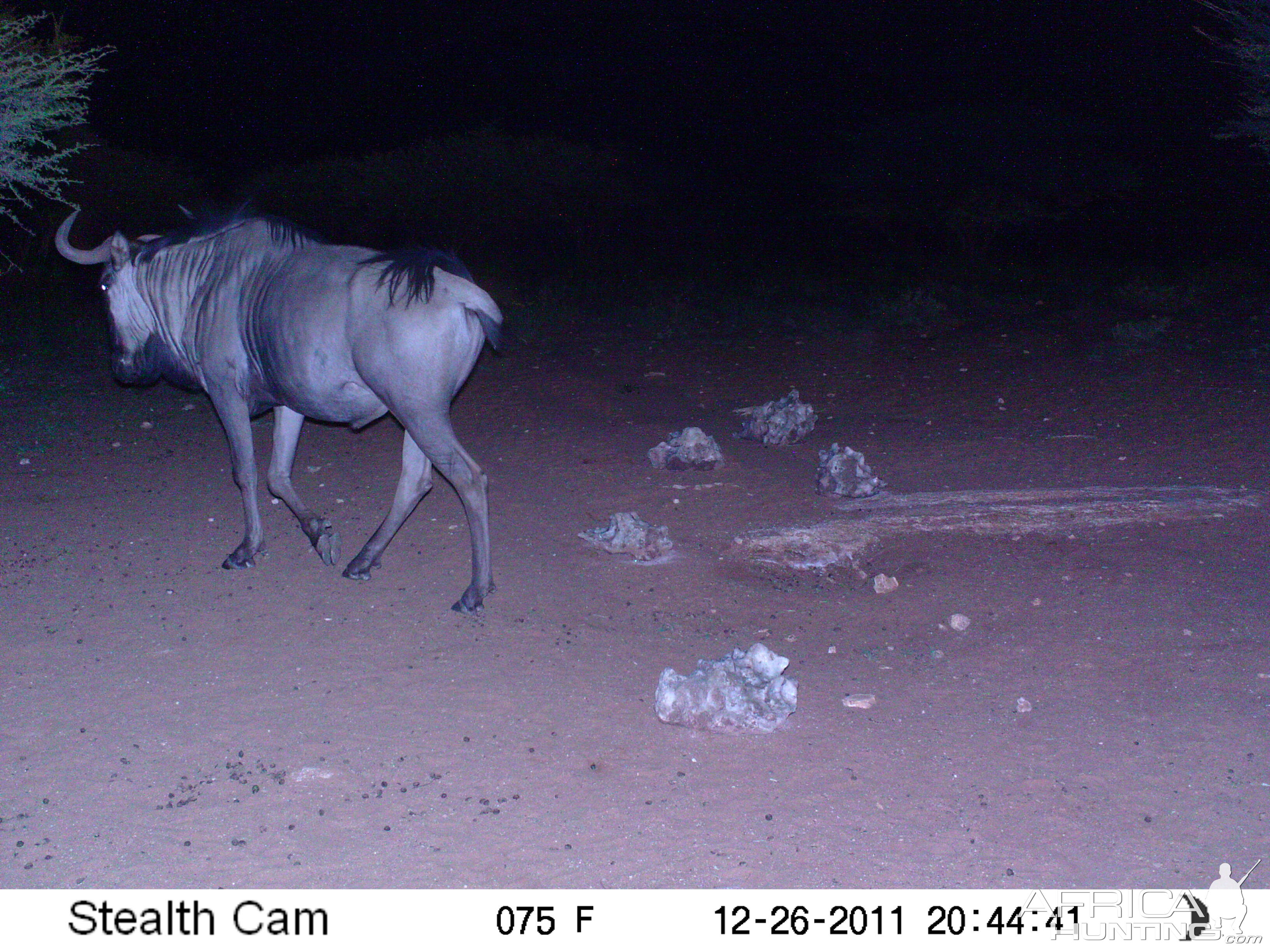 Trail Camera Namibia