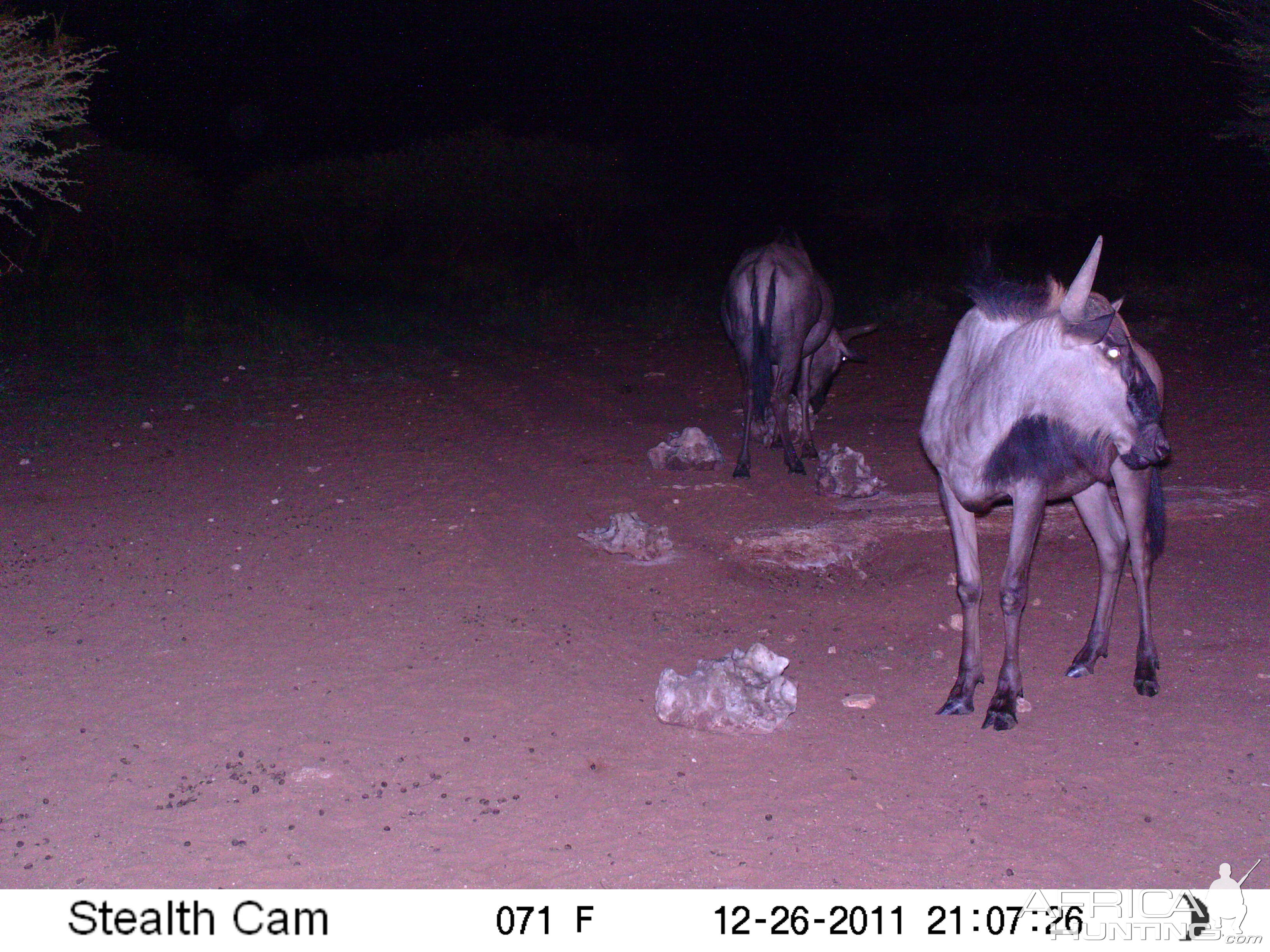 Trail Camera Namibia