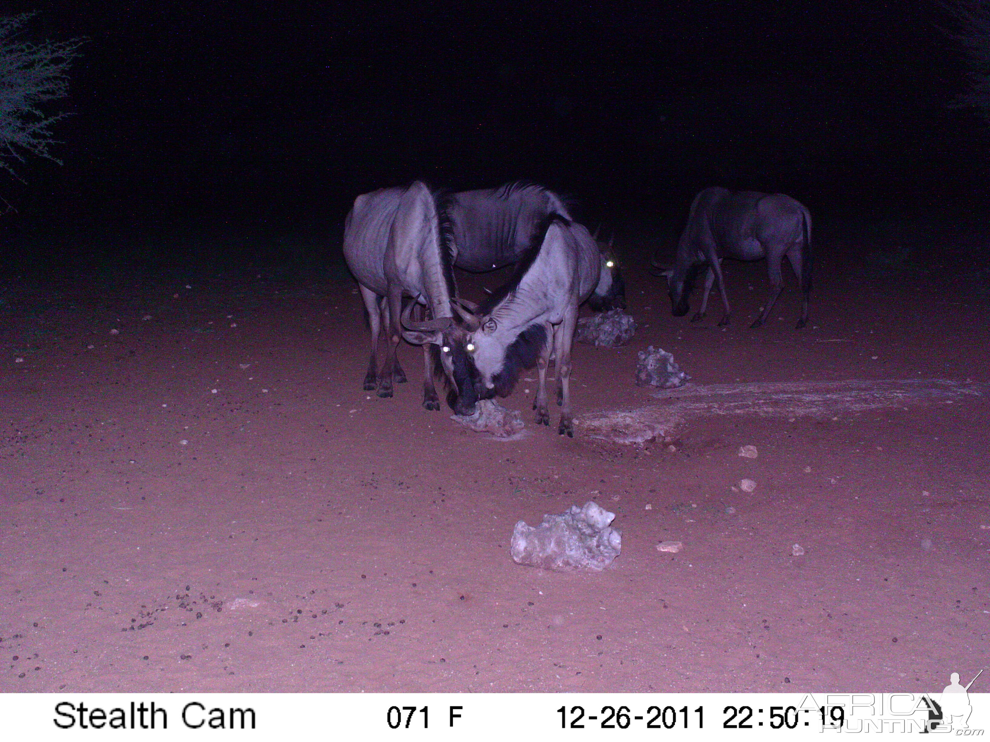 Trail Camera Namibia