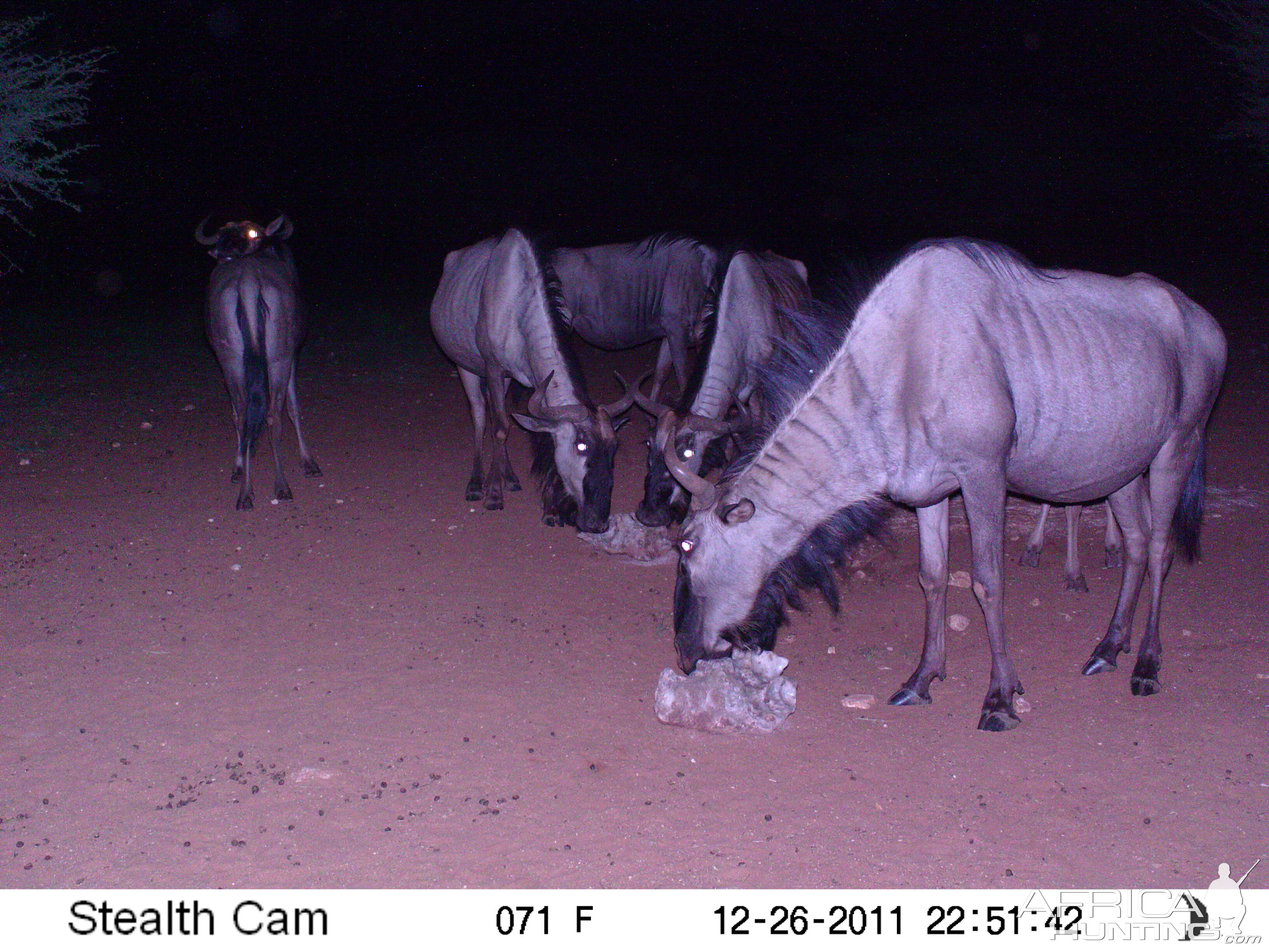 Trail Camera Namibia