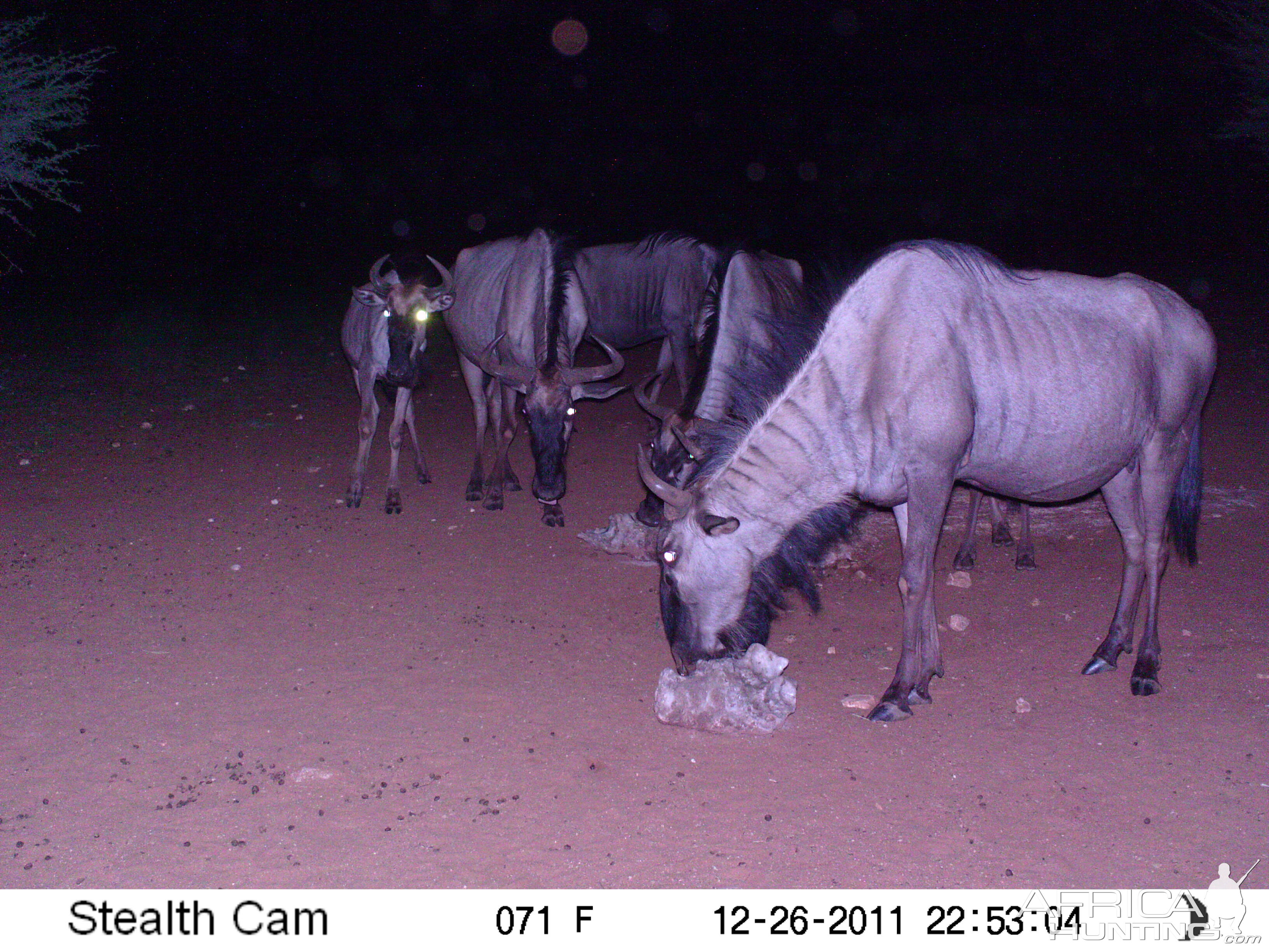 Trail Camera Namibia