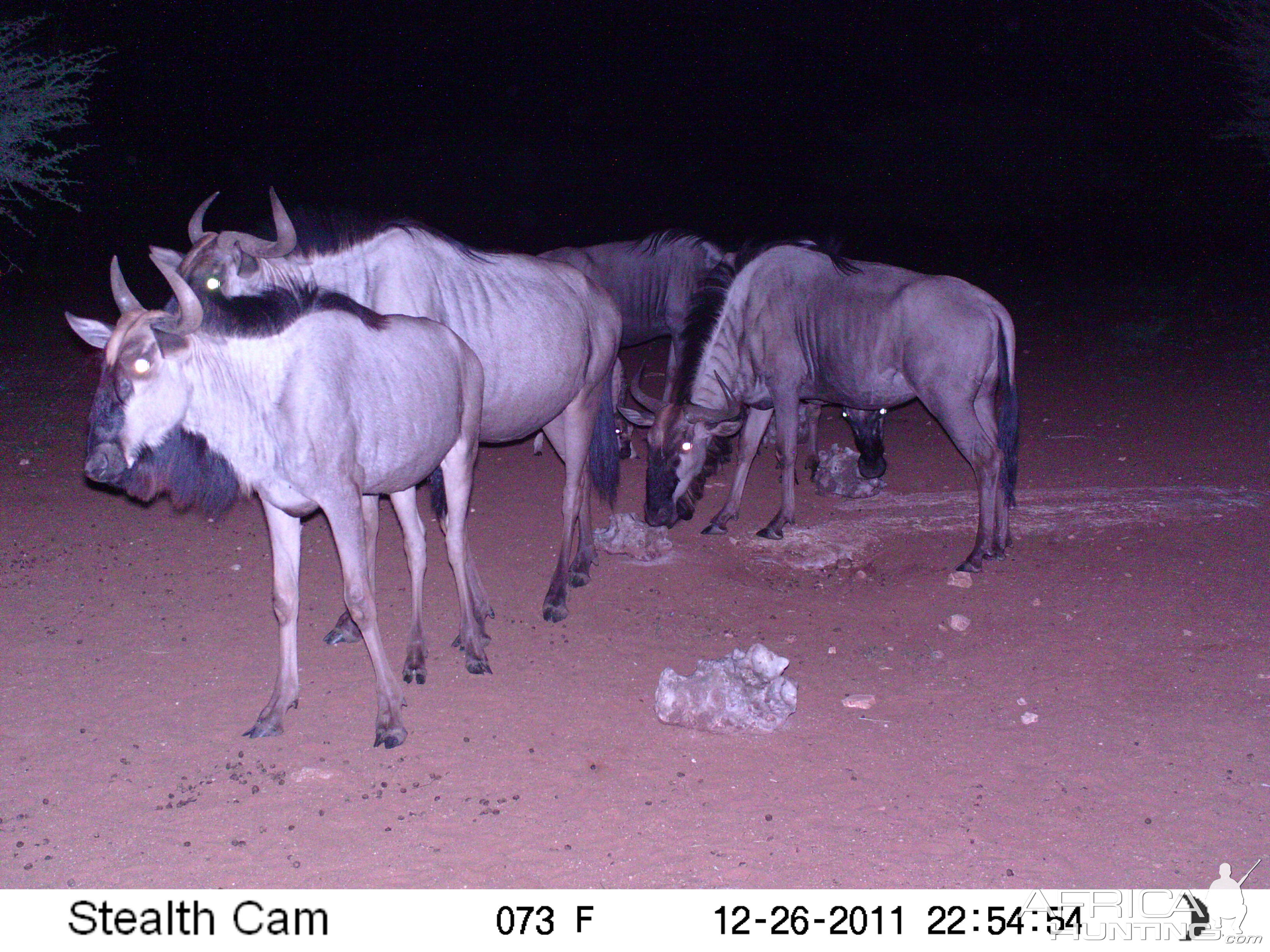 Trail Camera Namibia