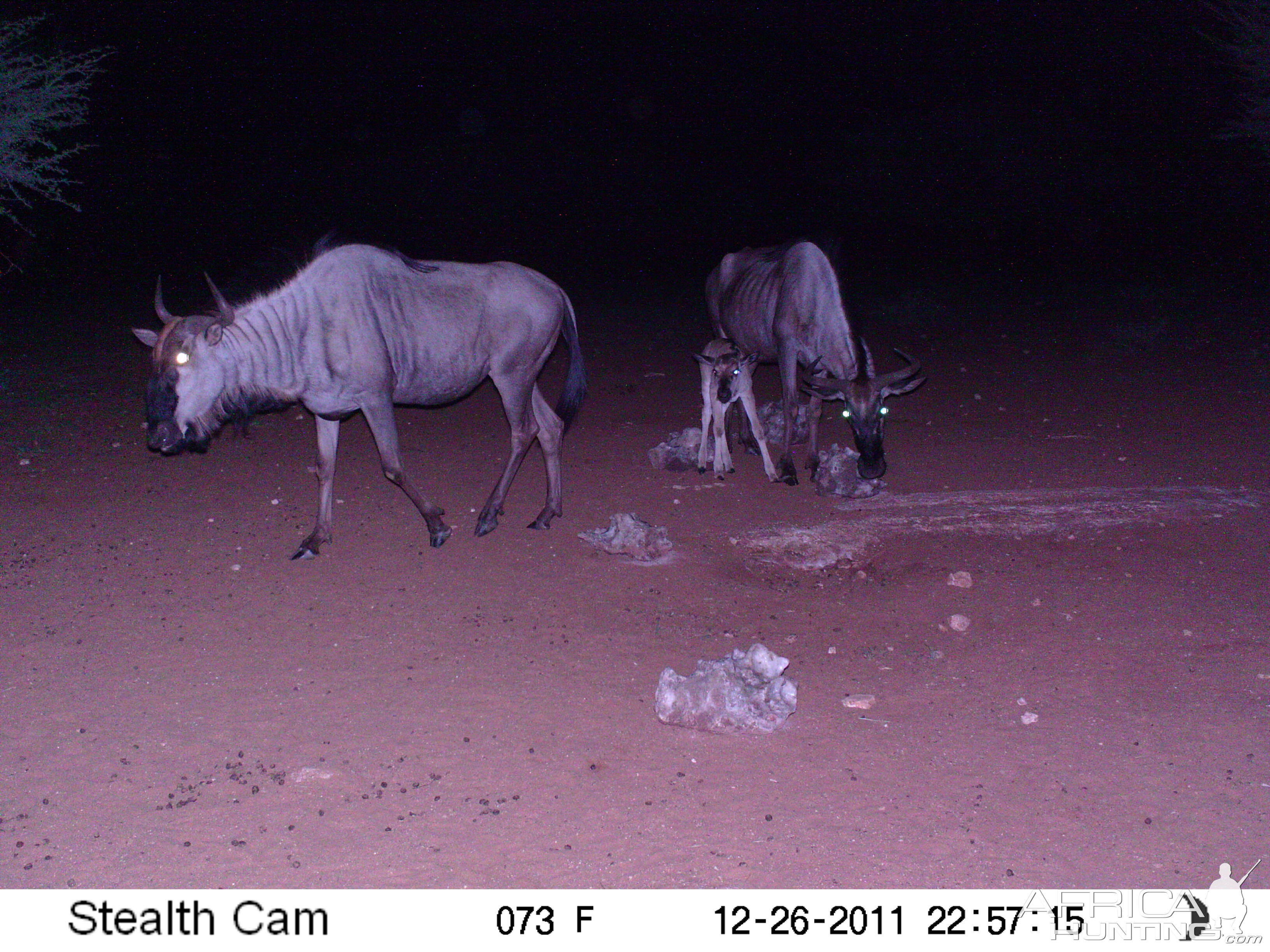 Trail Camera Namibia