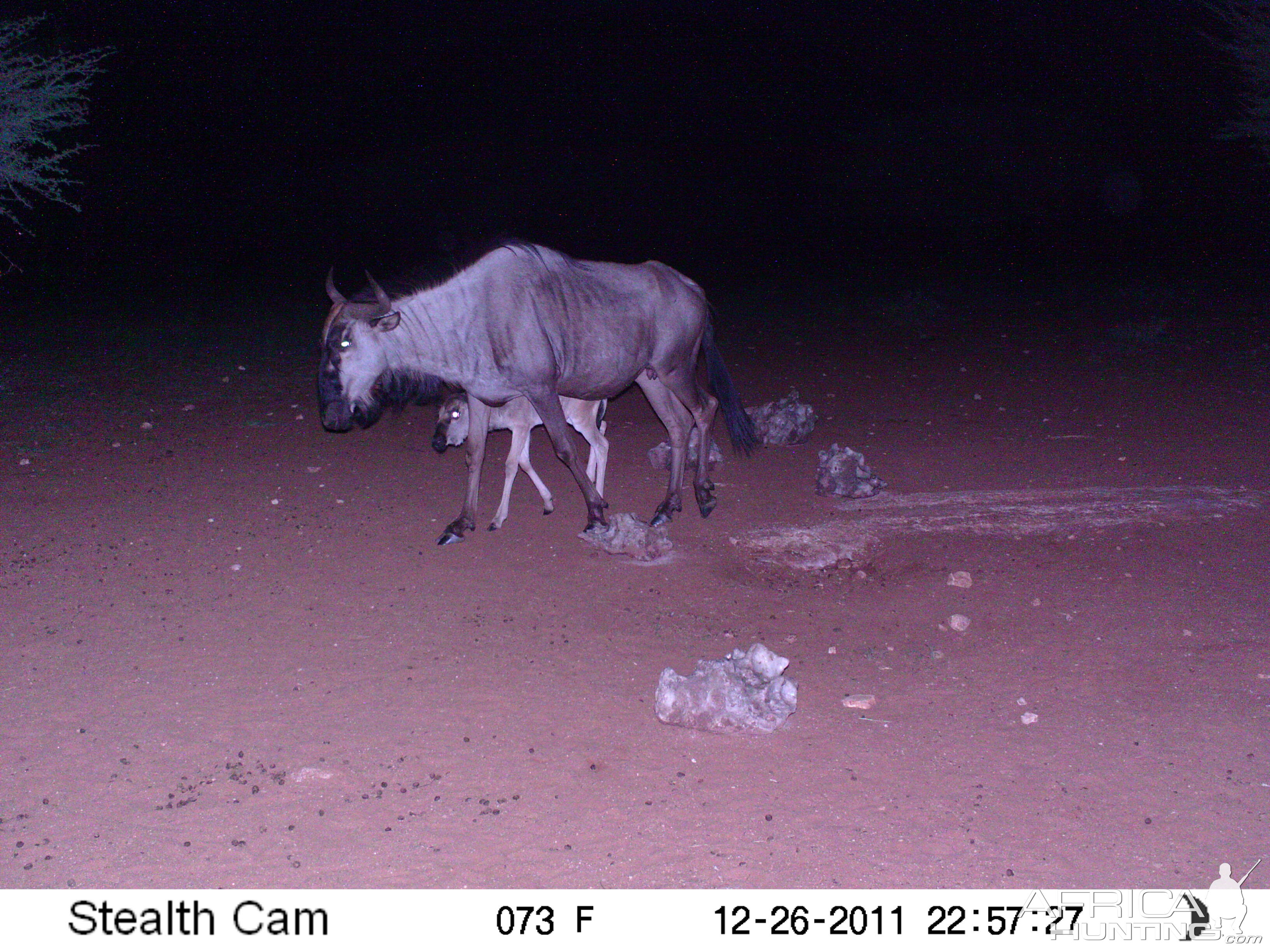 Trail Camera Namibia