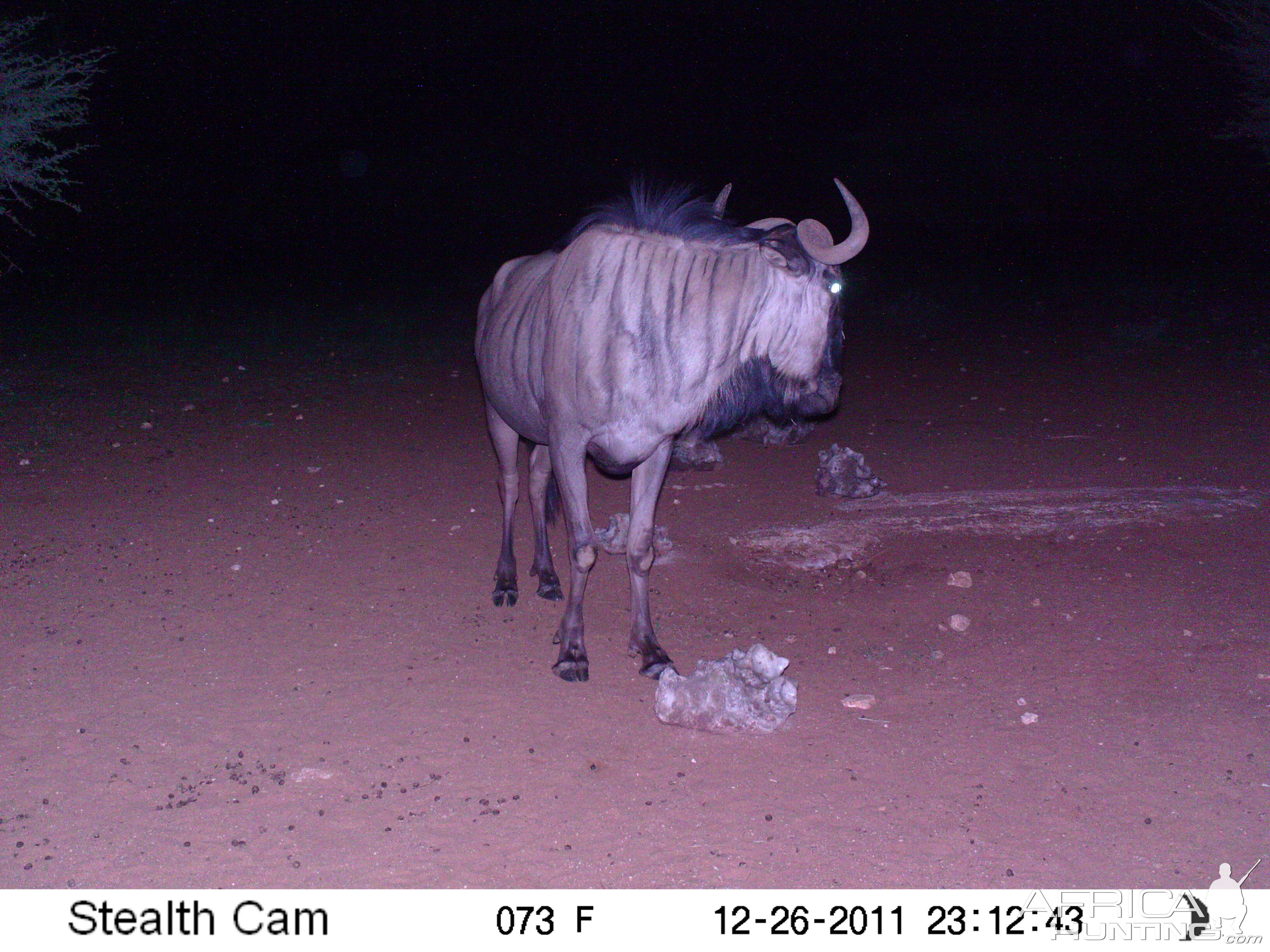 Trail Camera Namibia