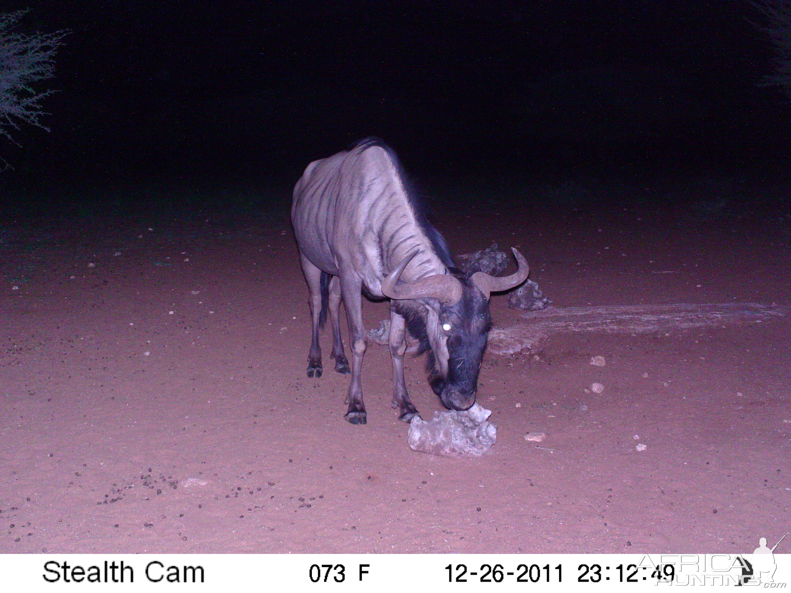 Trail Camera Namibia