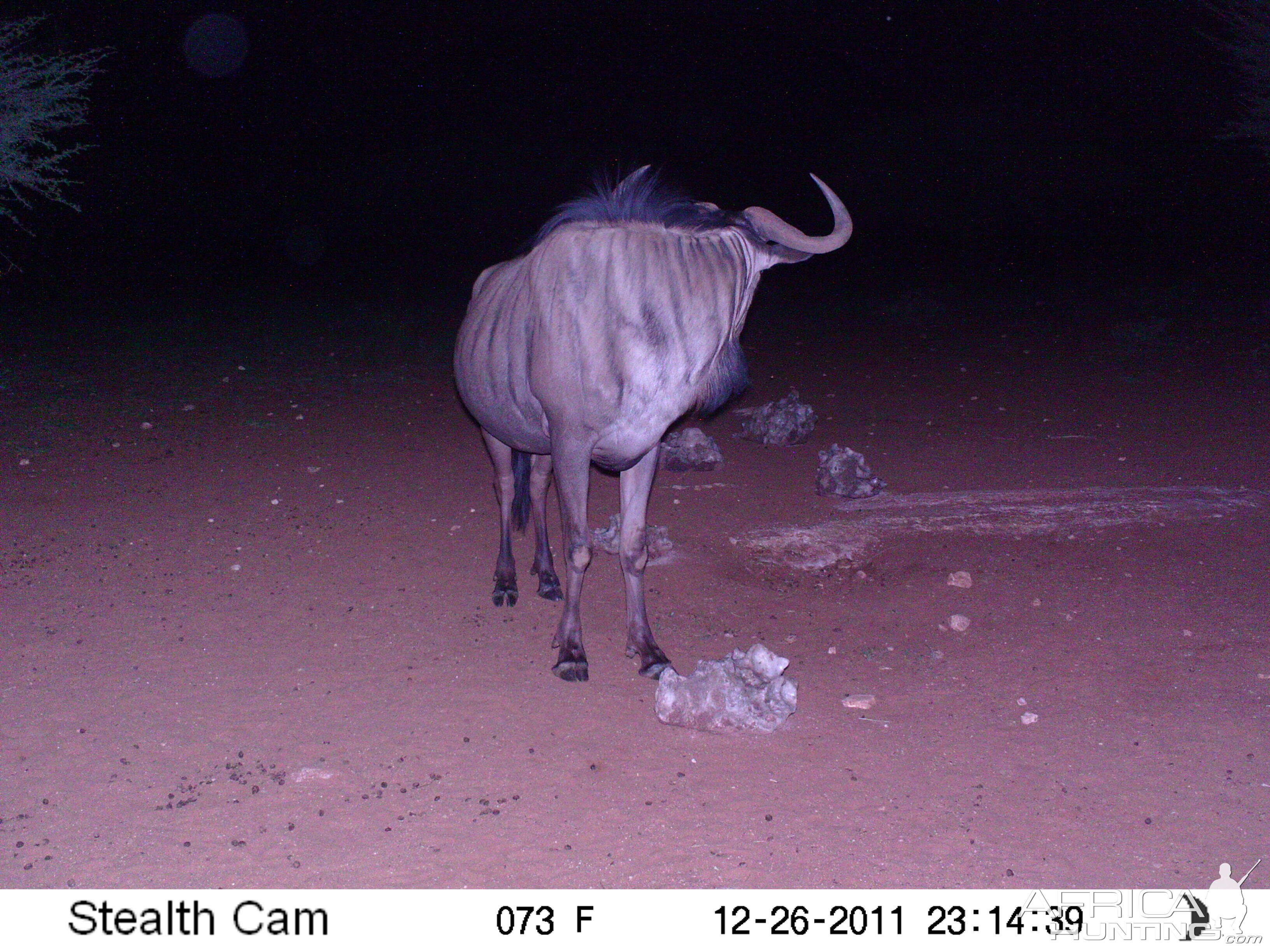 Trail Camera Namibia