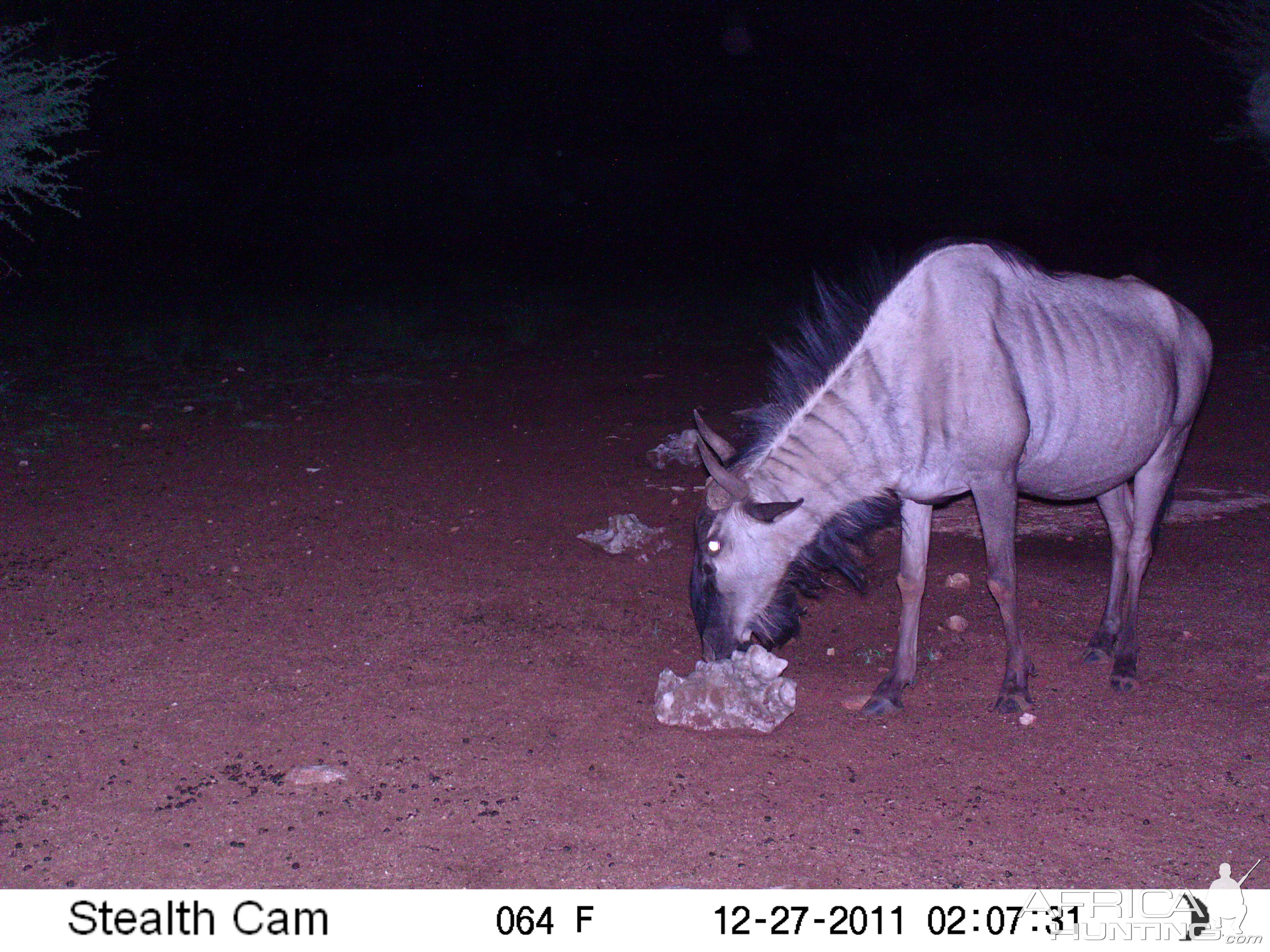 Trail Camera Namibia