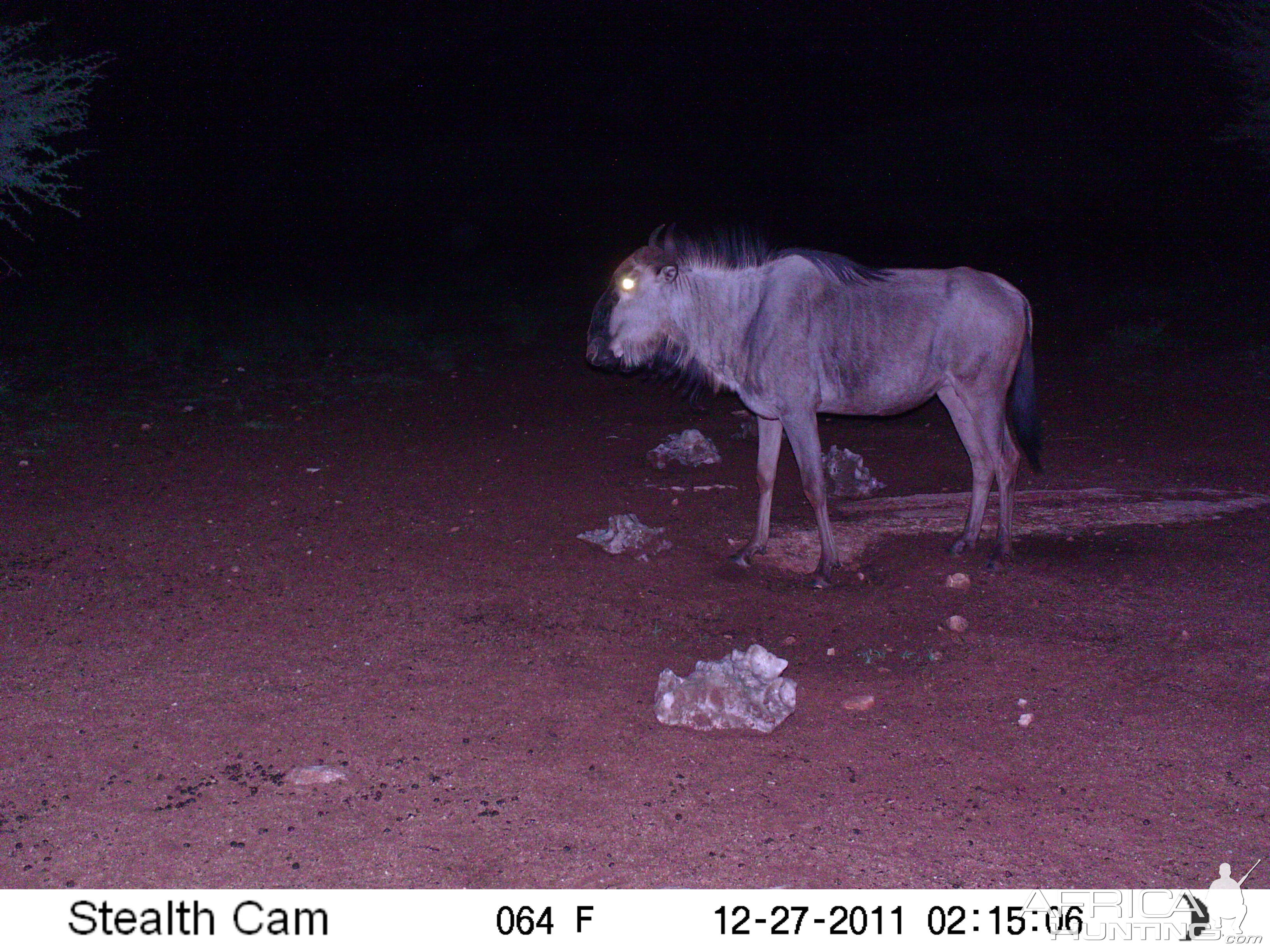 Trail Camera Namibia