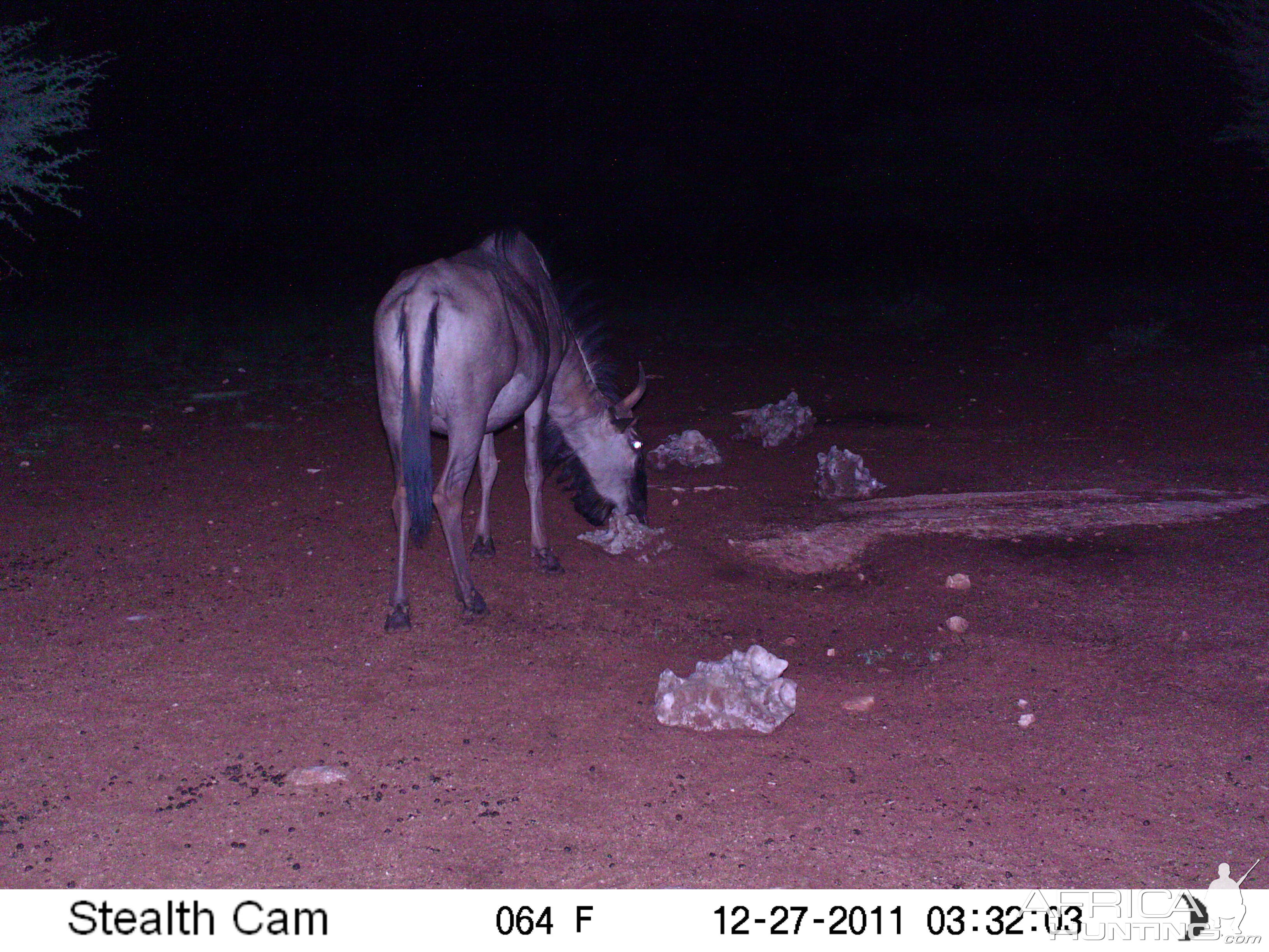 Trail Camera Namibia