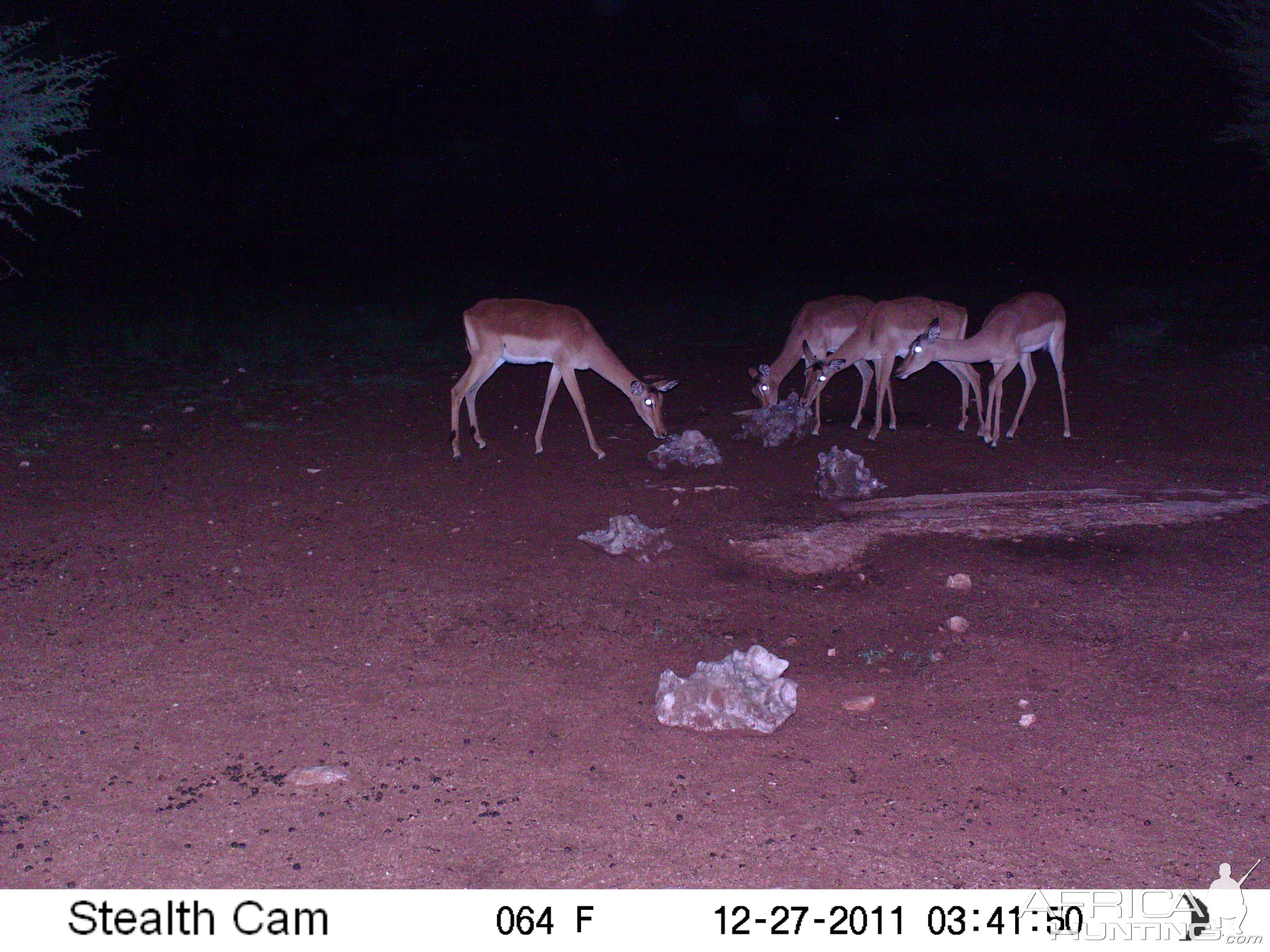 Trail Camera Namibia