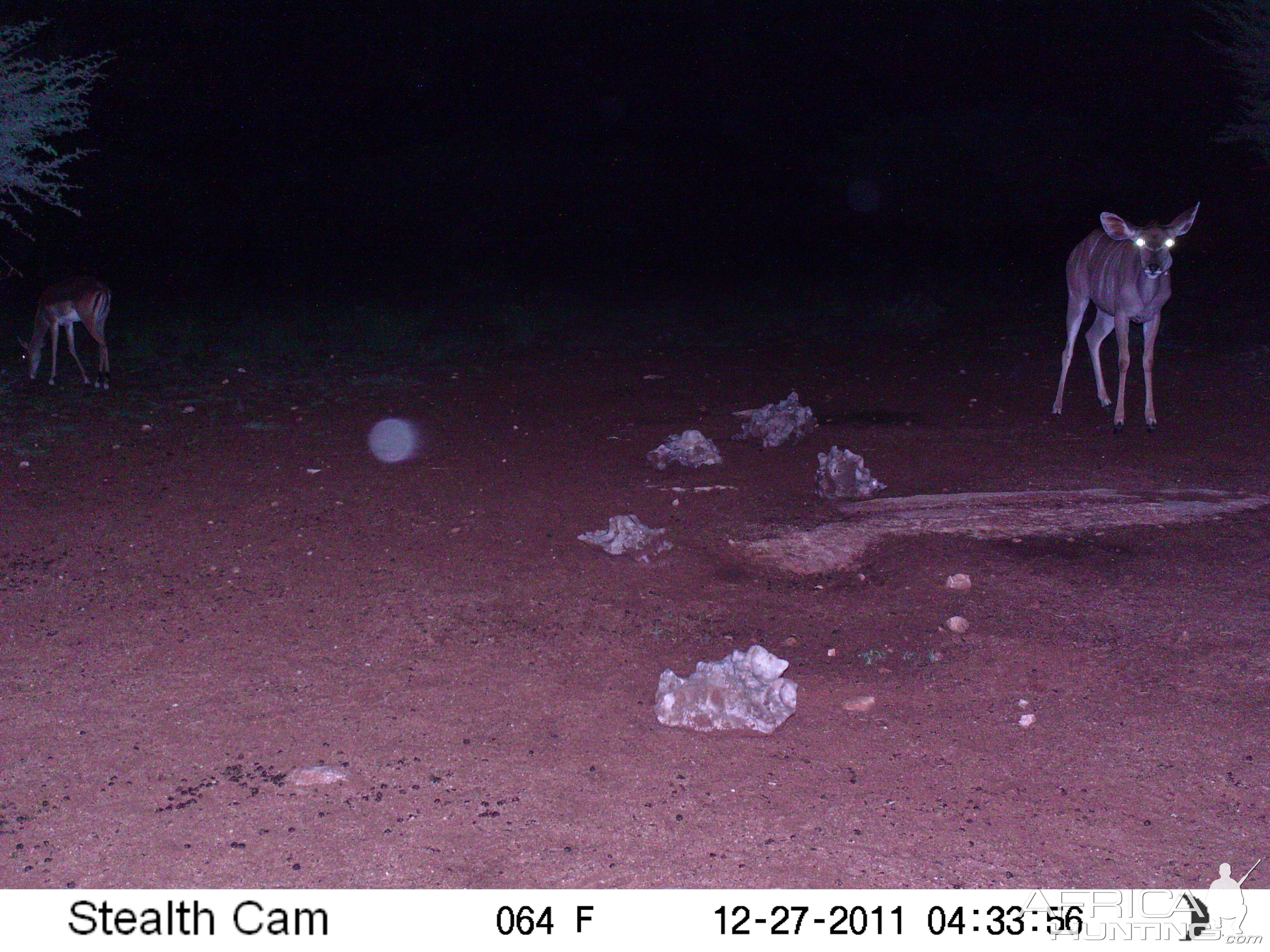 Trail Camera Namibia