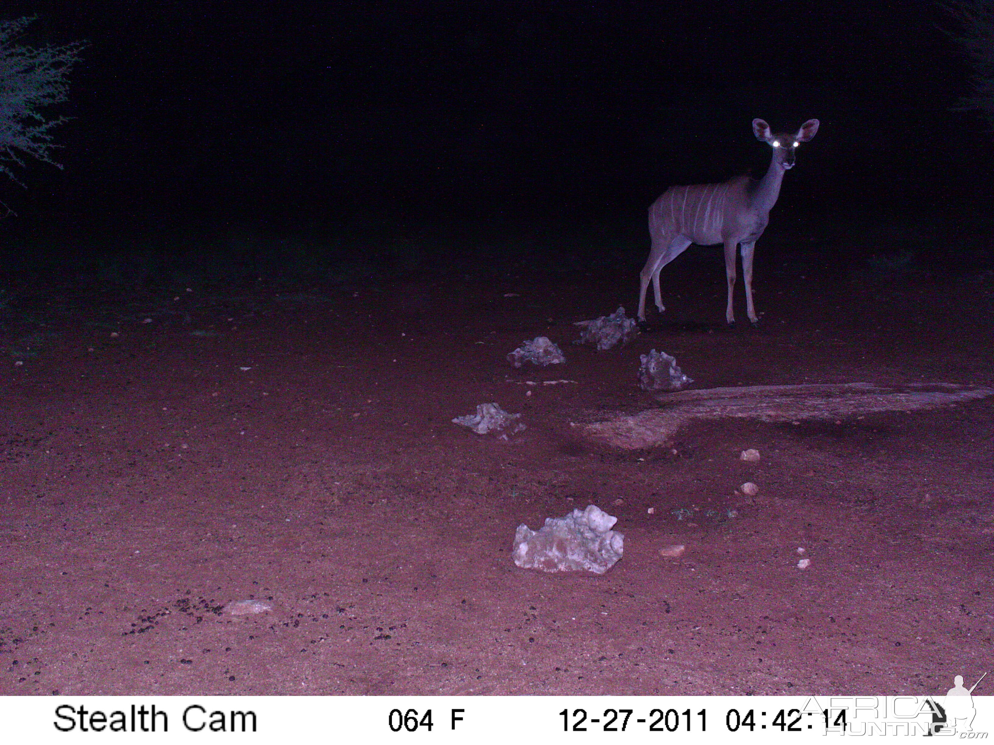 Trail Camera Namibia