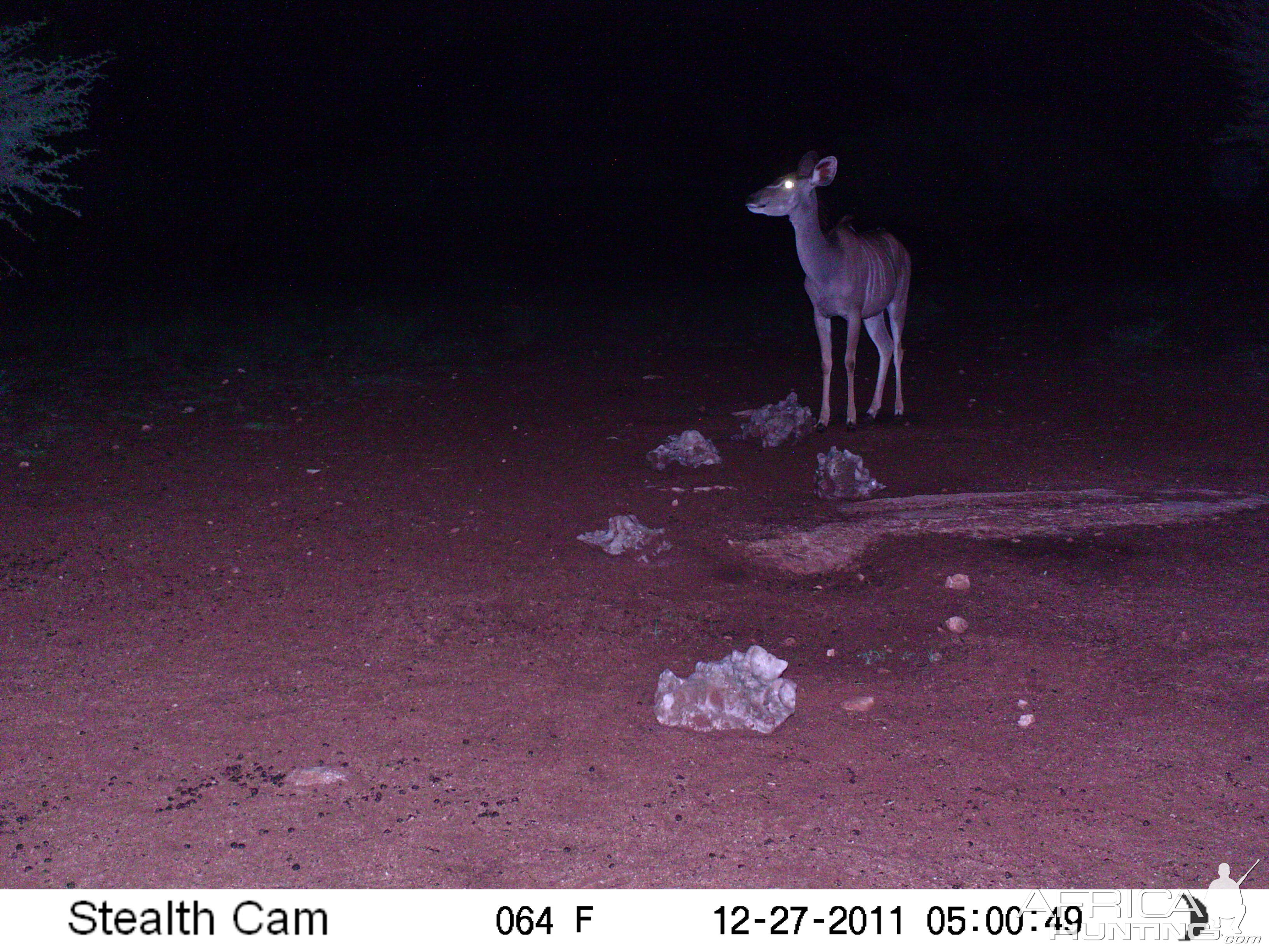 Trail Camera Namibia