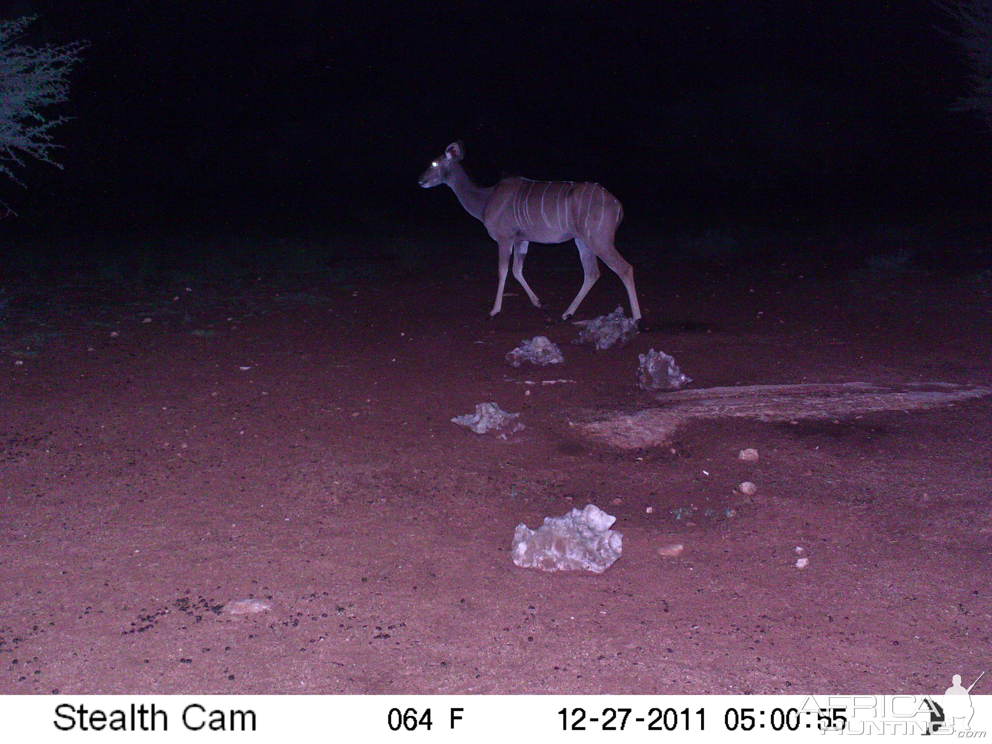 Trail Camera Namibia