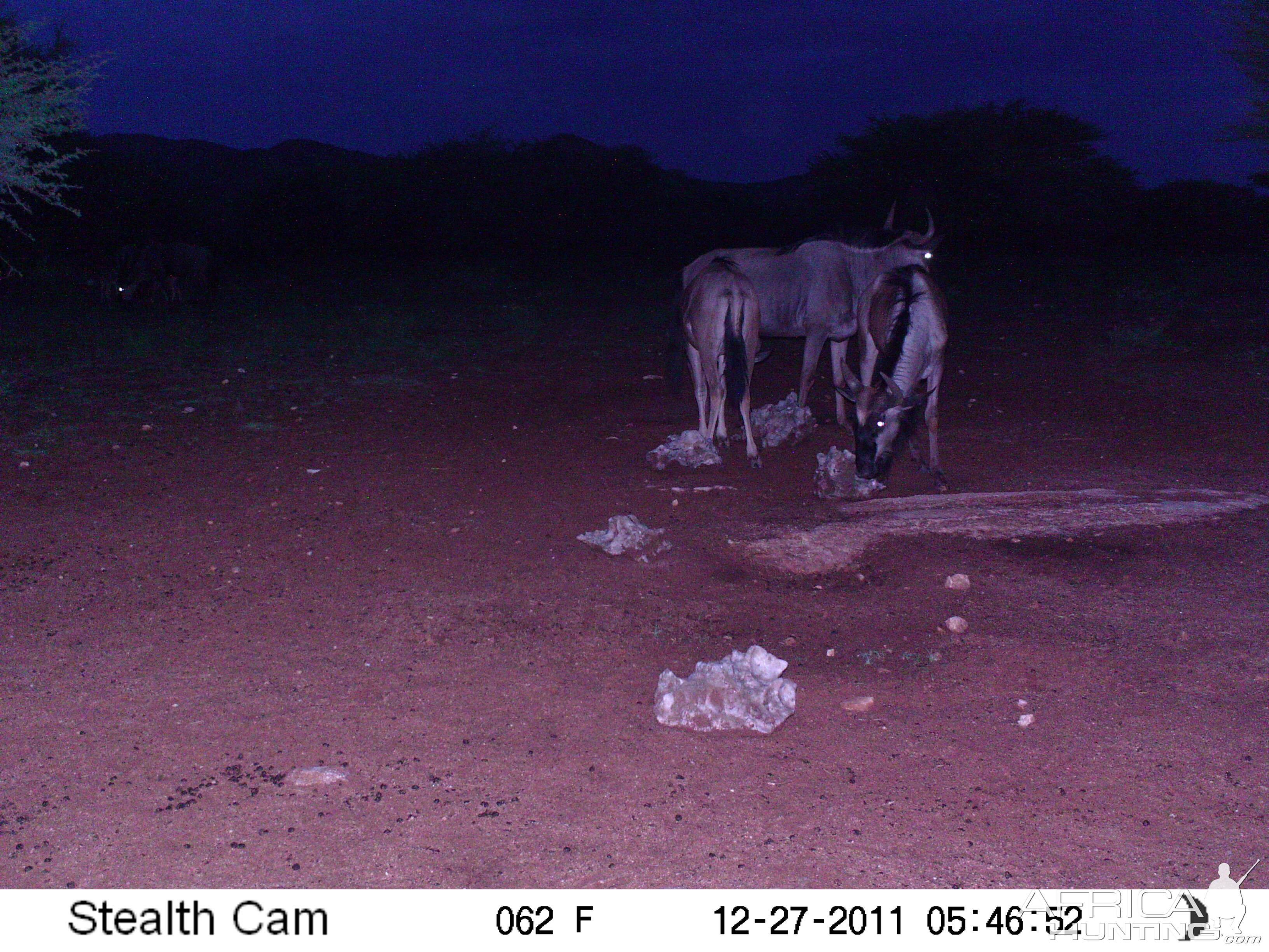 Trail Camera Namibia