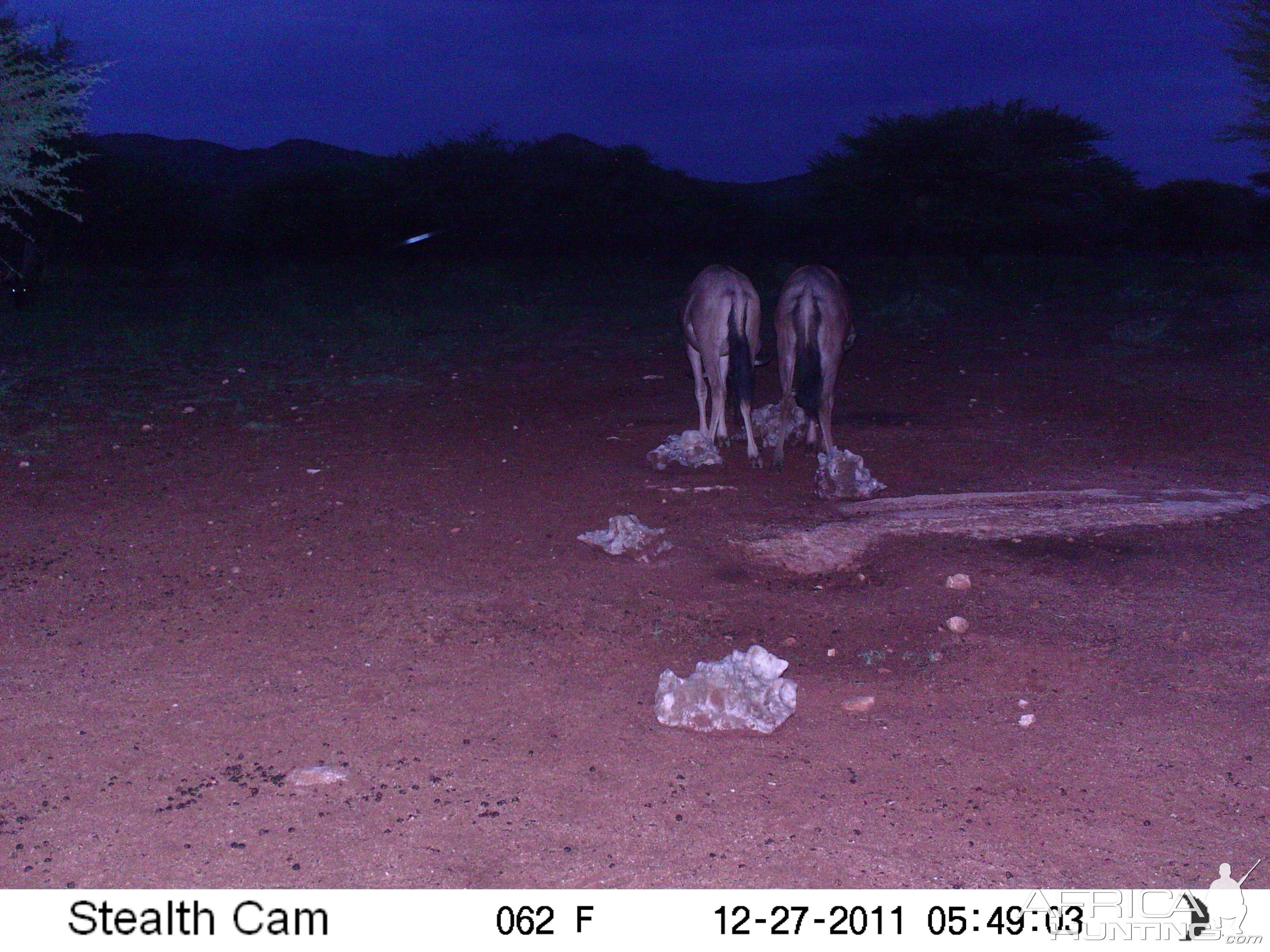 Trail Camera Namibia