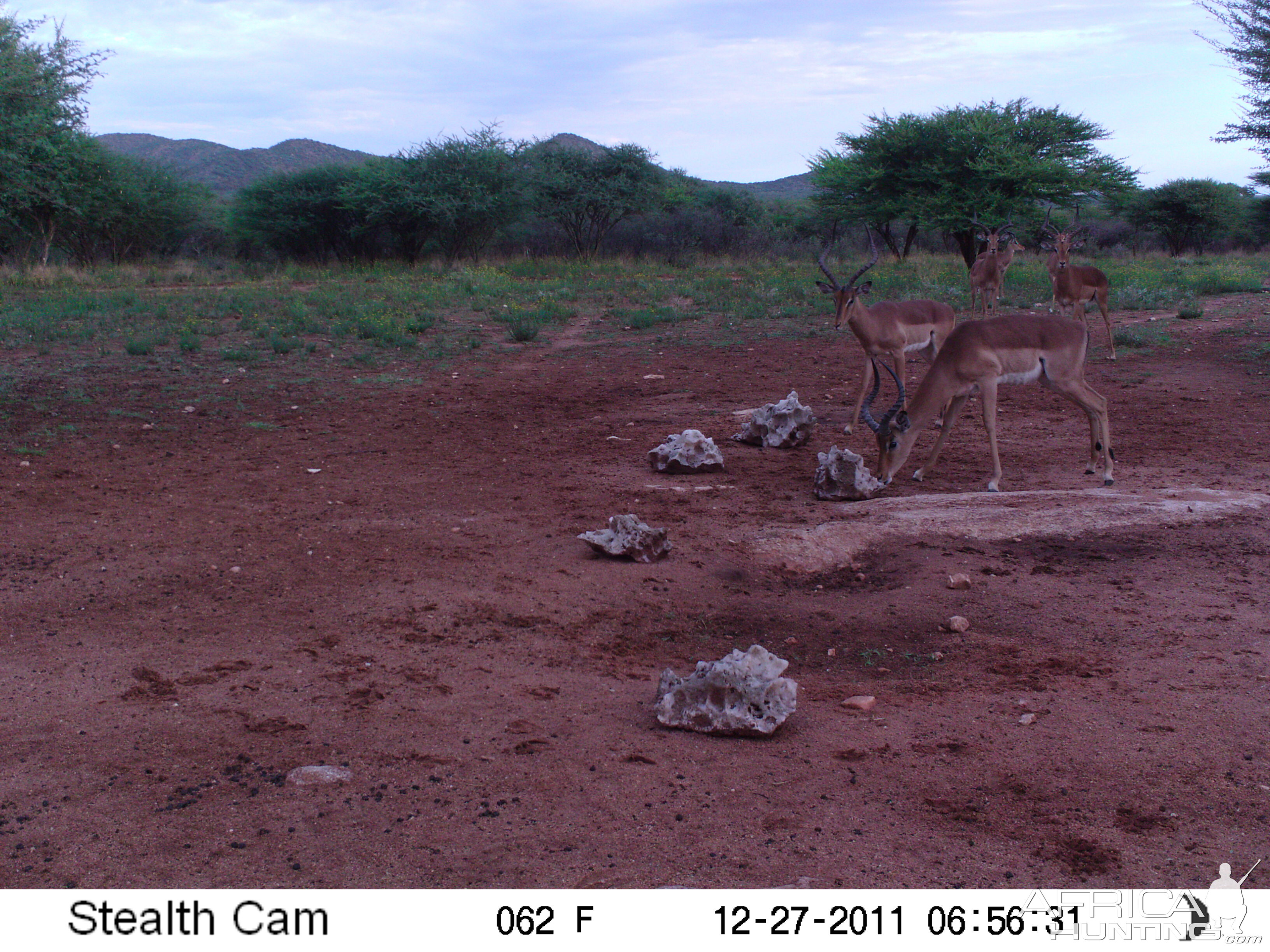 Trail Camera Namibia