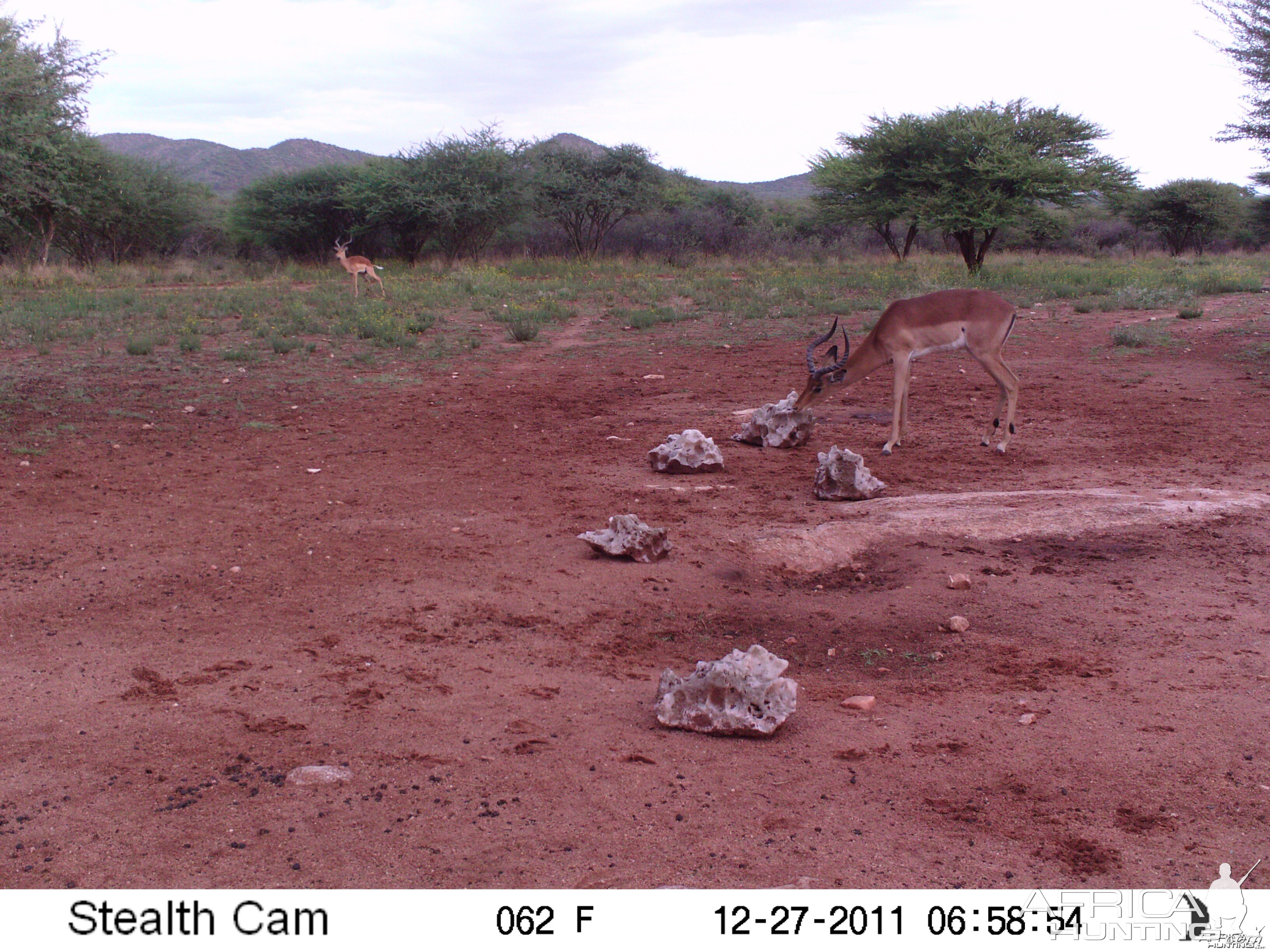 Trail Camera Namibia