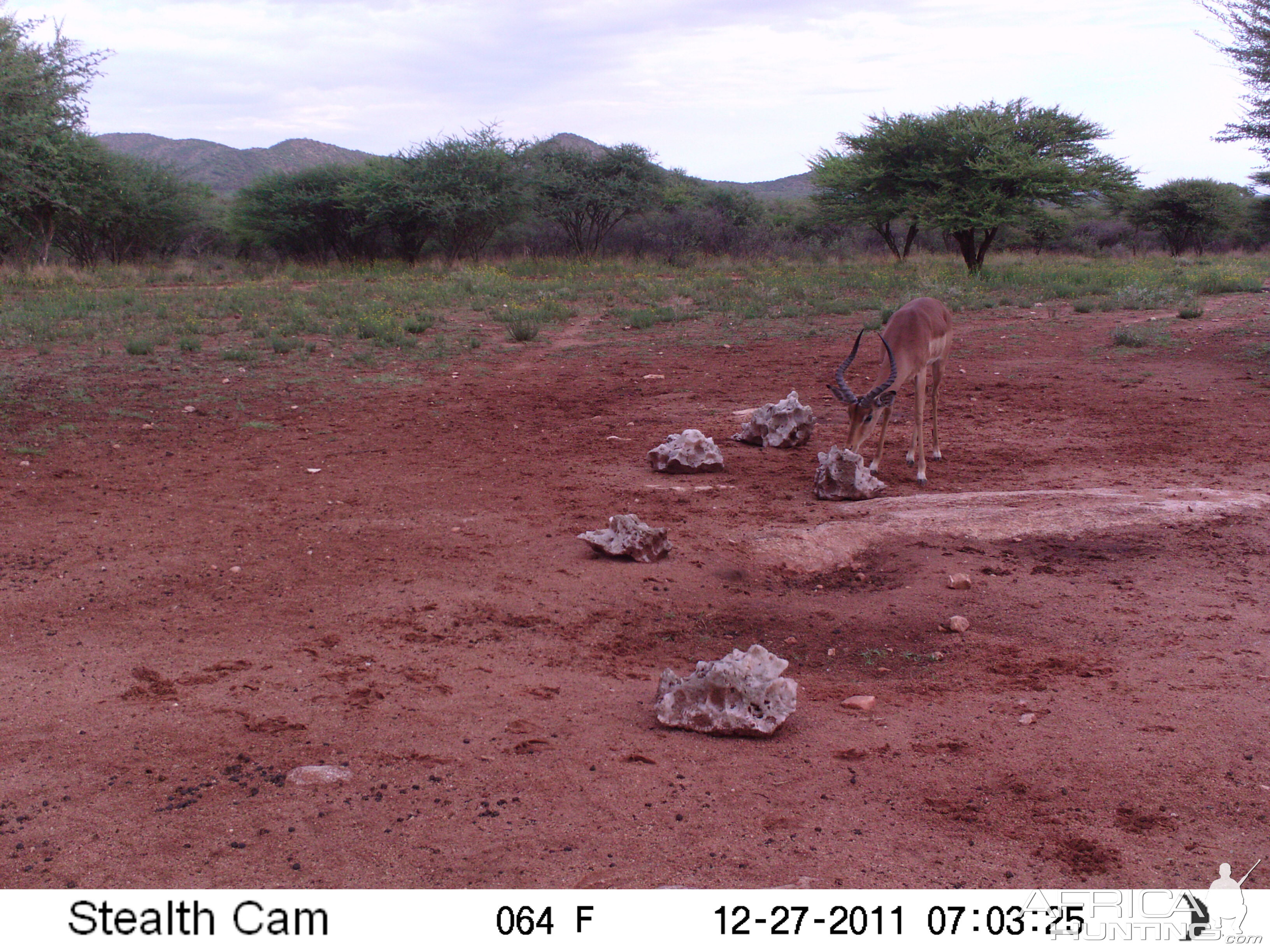 Trail Camera Namibia