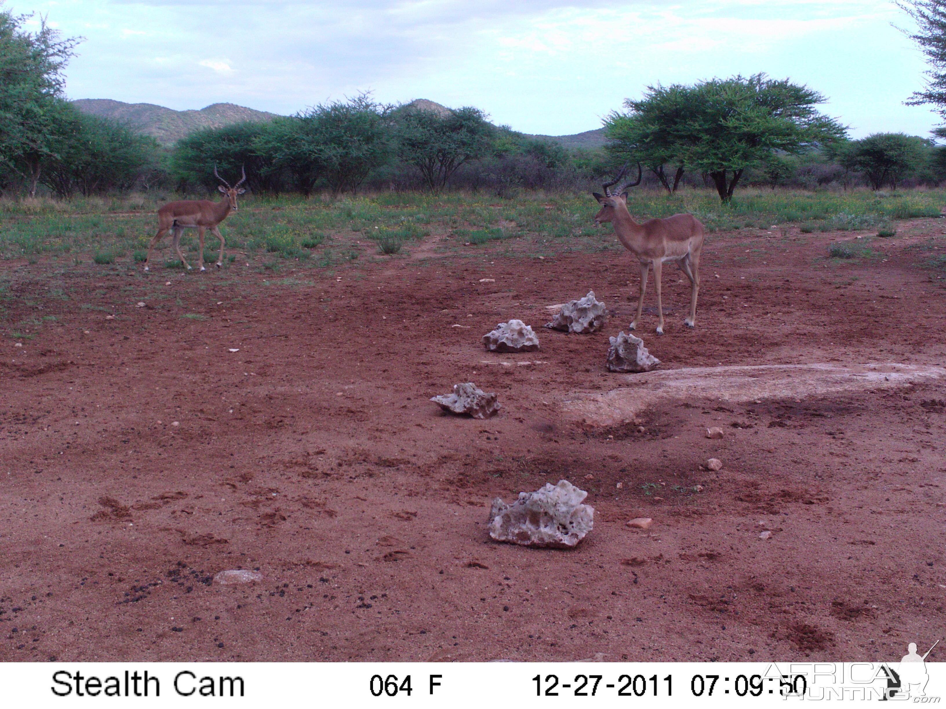 Trail Camera Namibia