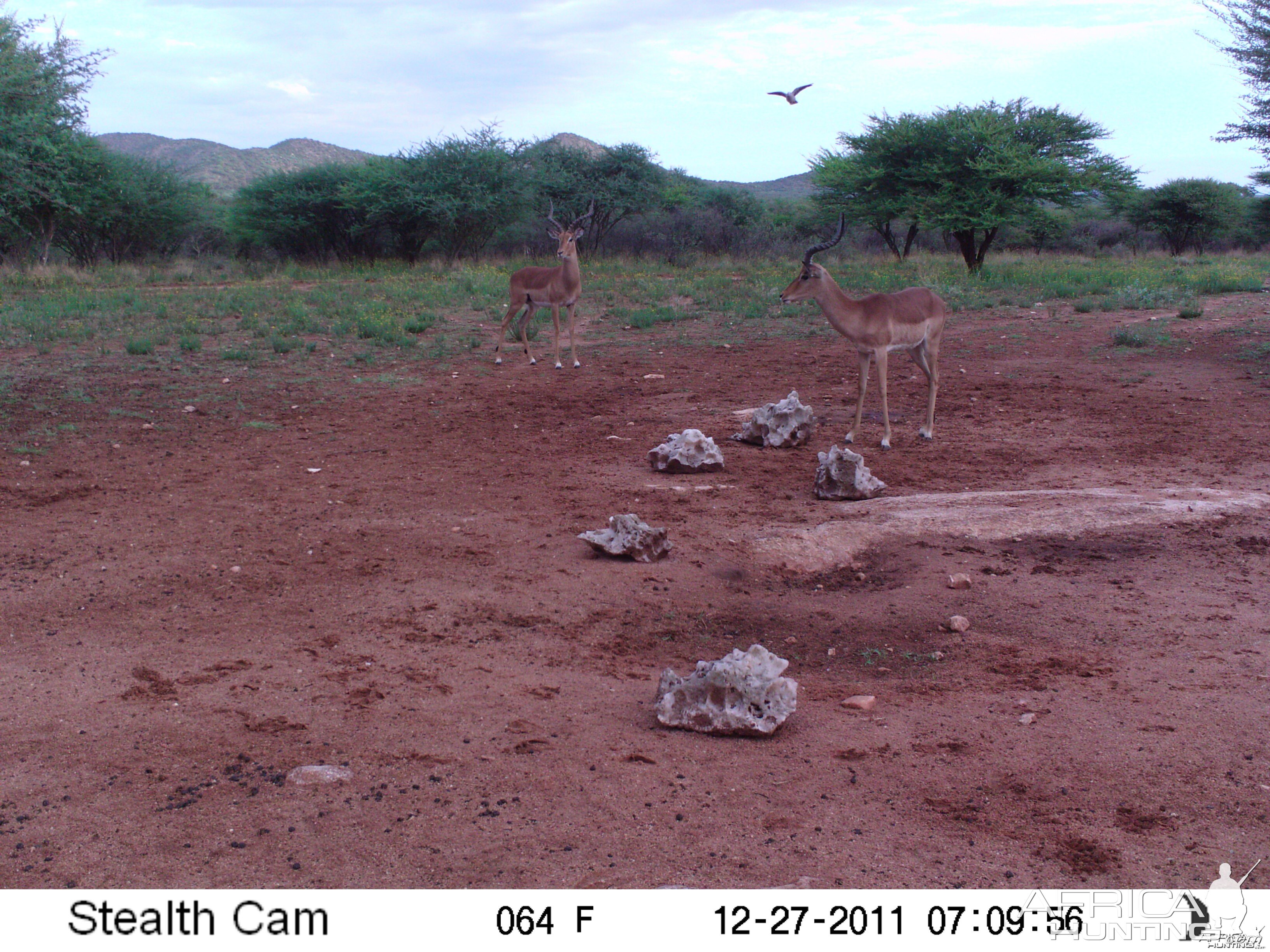 Trail Camera Namibia