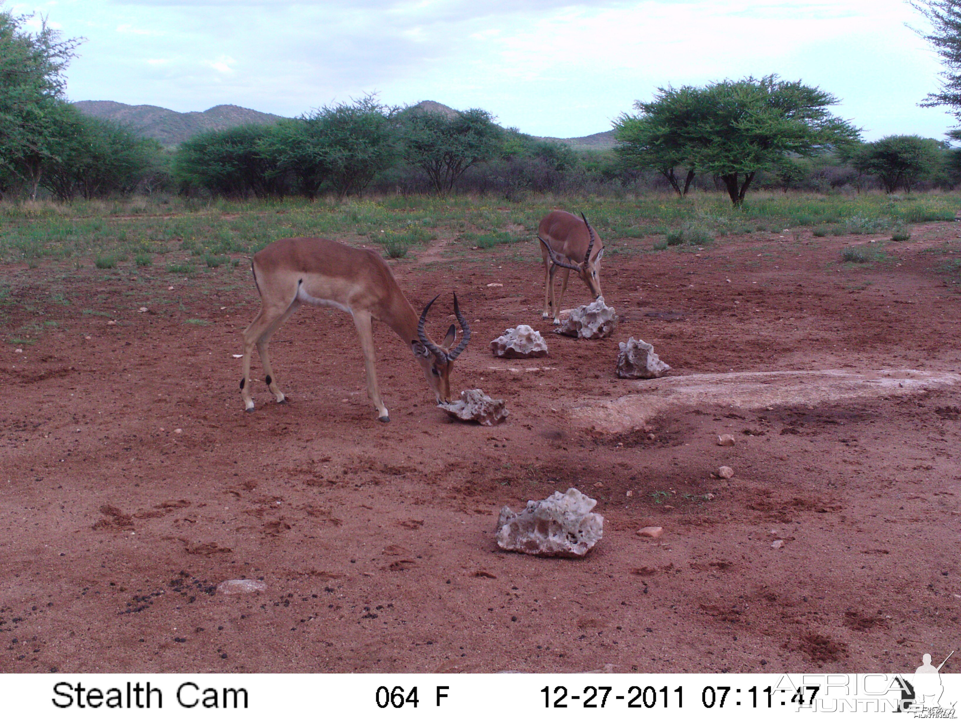 Trail Camera Namibia