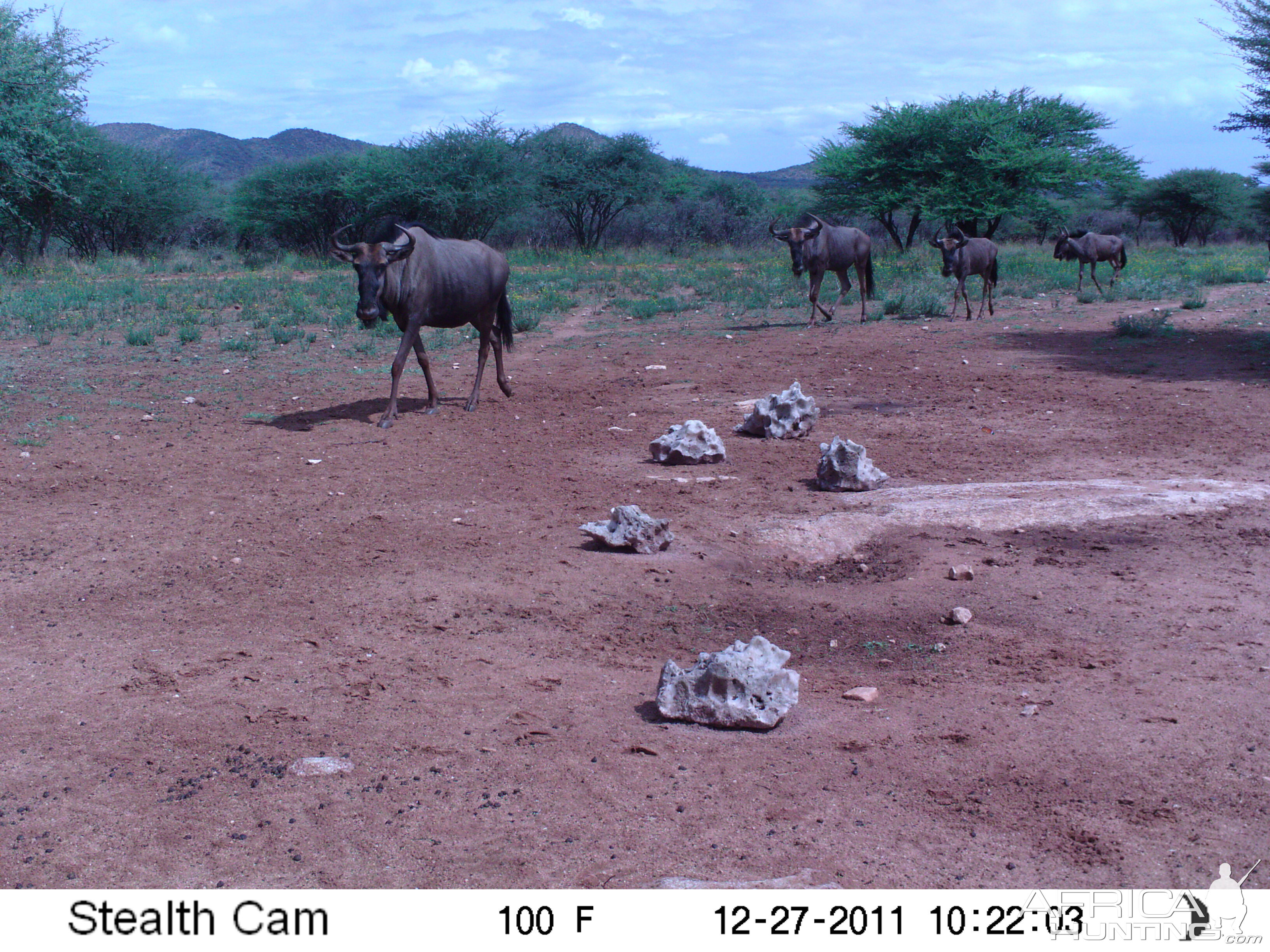 Trail Camera Namibia