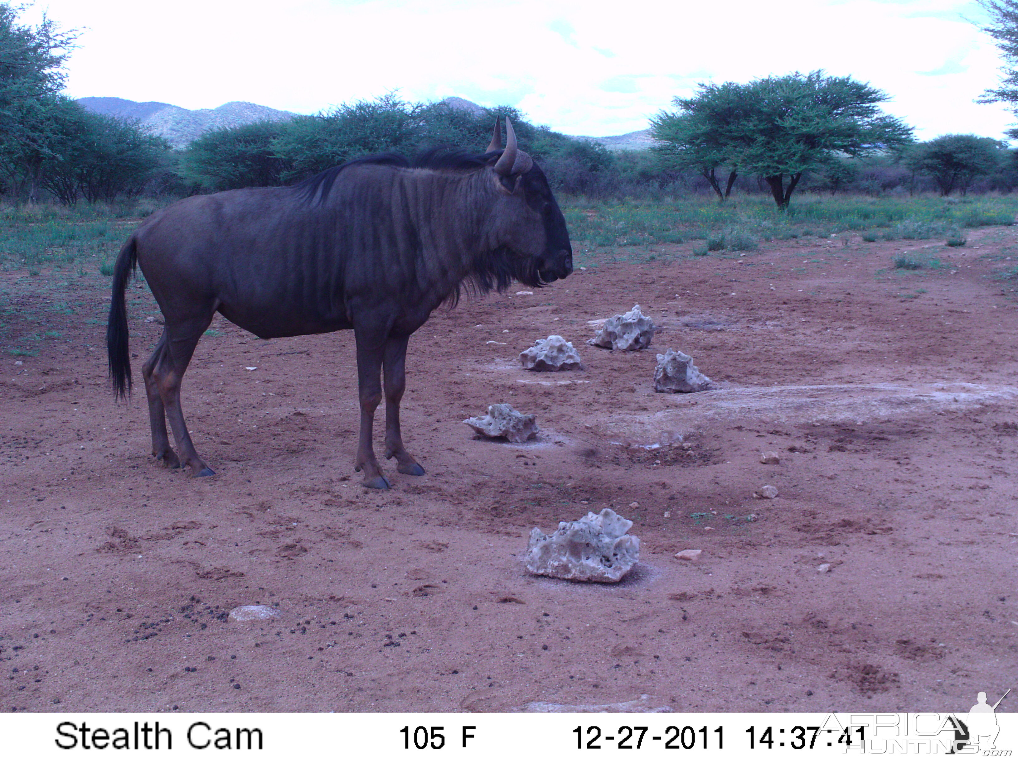 Trail Camera Namibia