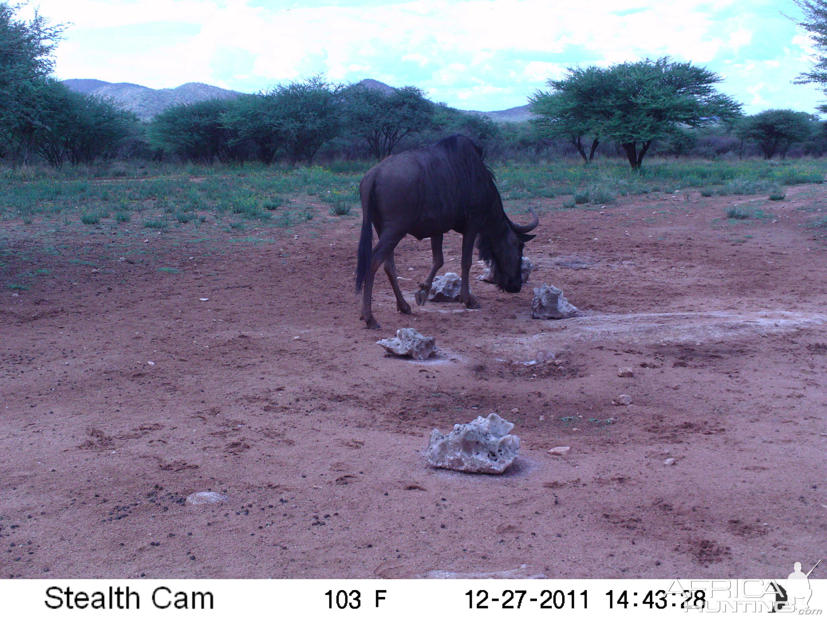 Trail Camera Namibia